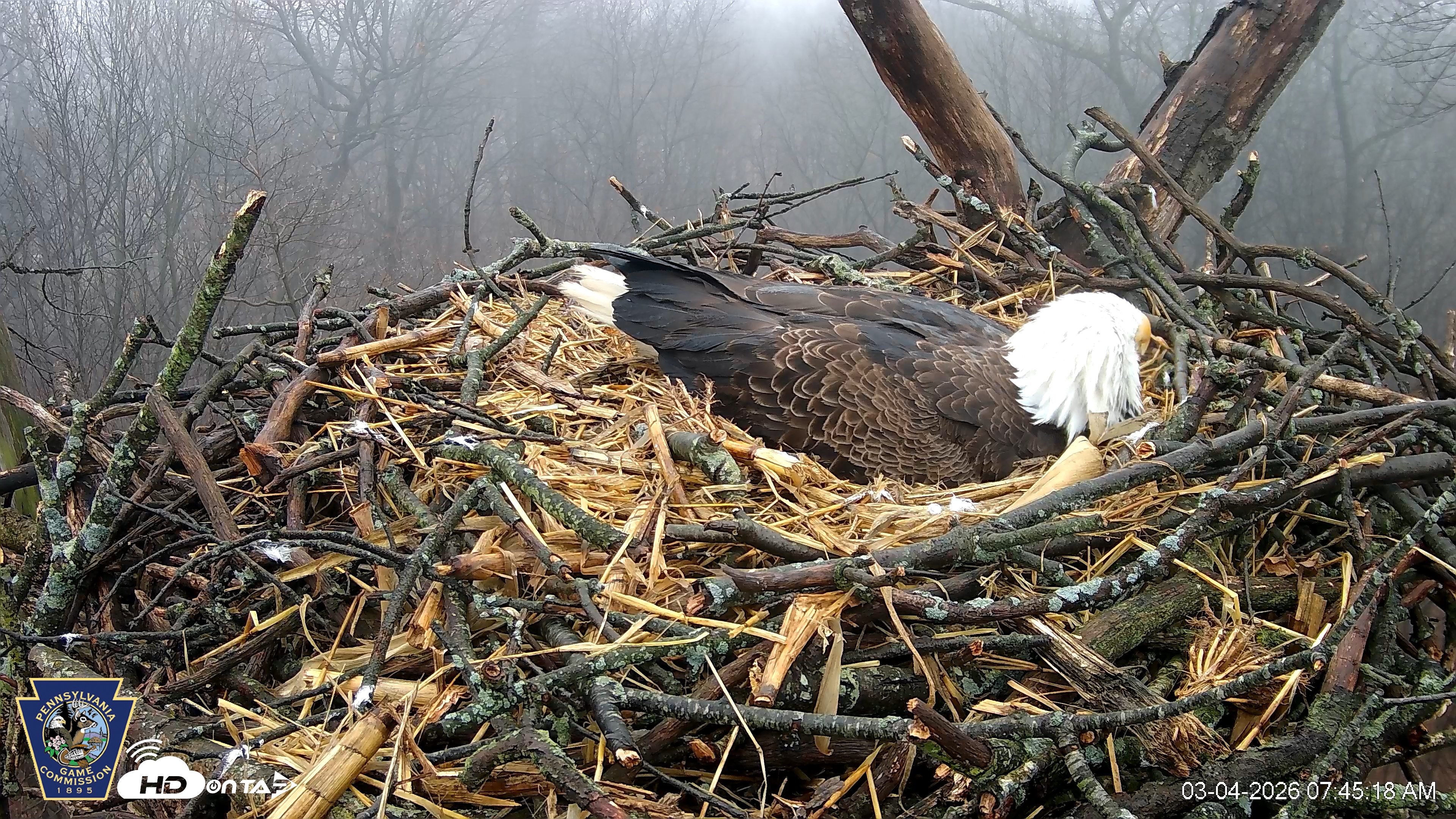Snapshot of Hanover Eagles Live Cam taken Mar 4, 2026, 7:46am EST