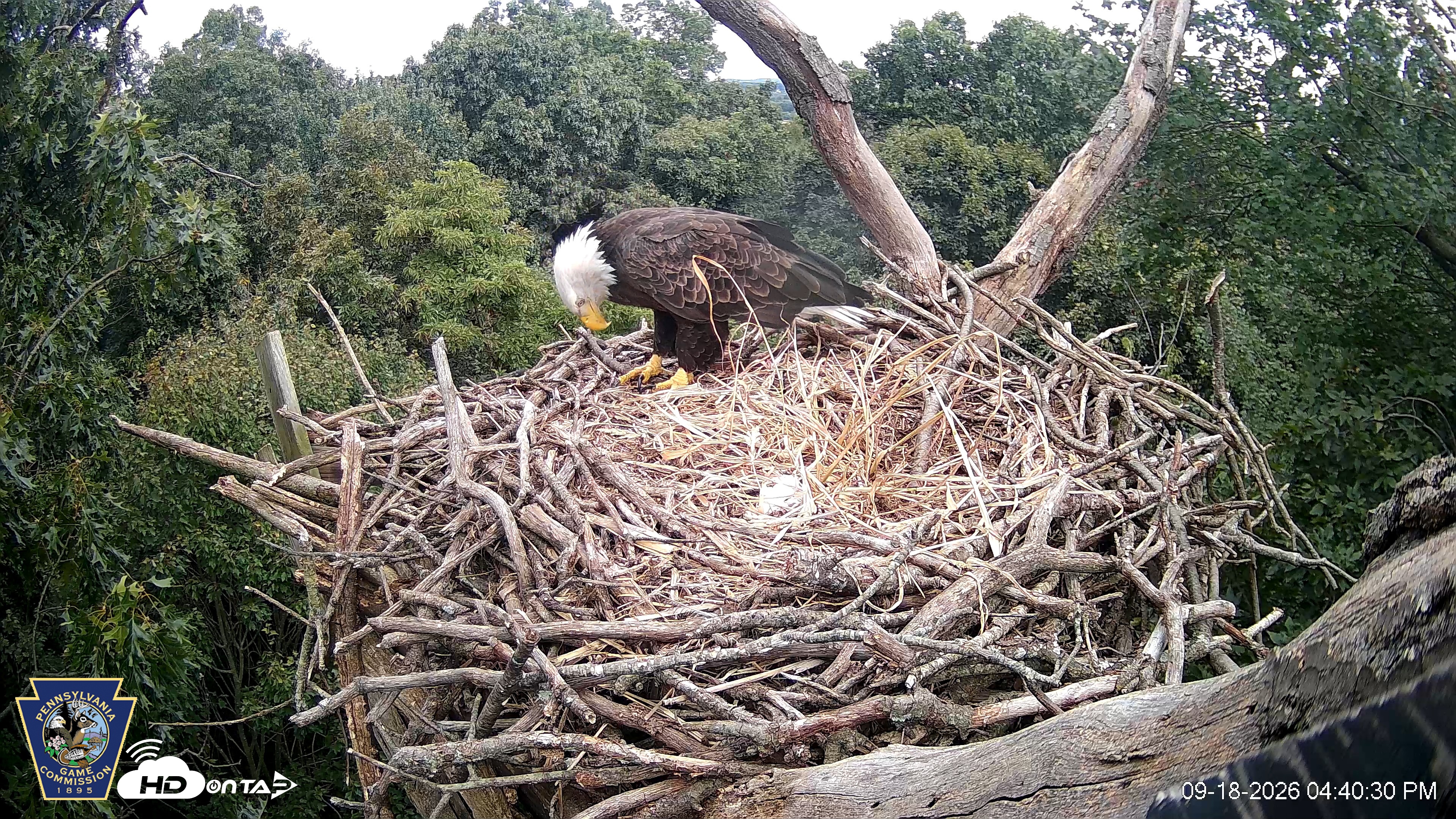 Snapshot of Hanover Eagles Live Cam taken Sep 18, 2026, 4:41pm EDT