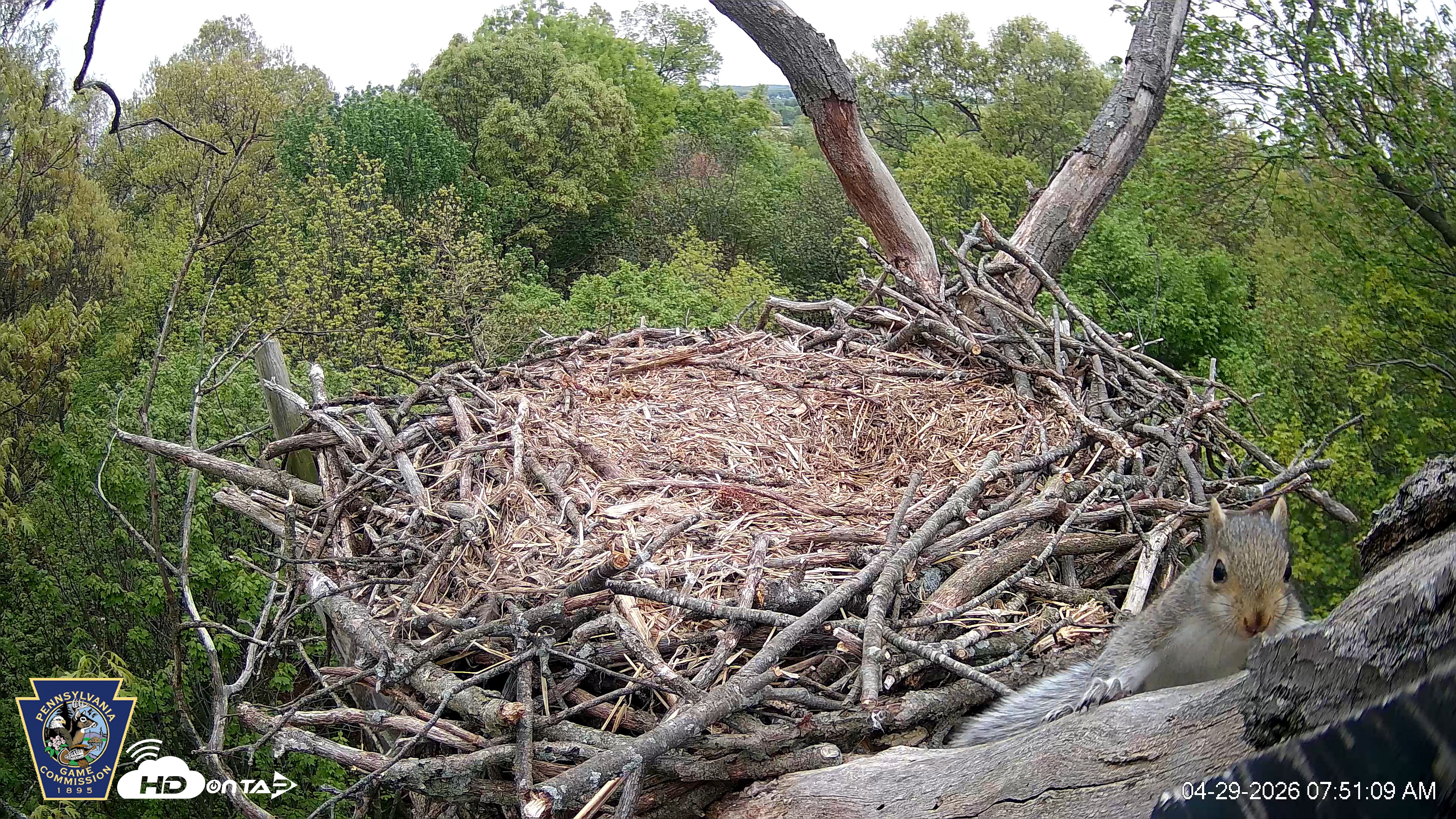 Snapshot of Hanover Eagles Live Cam taken Apr 29, 2026, 7:51am EDT