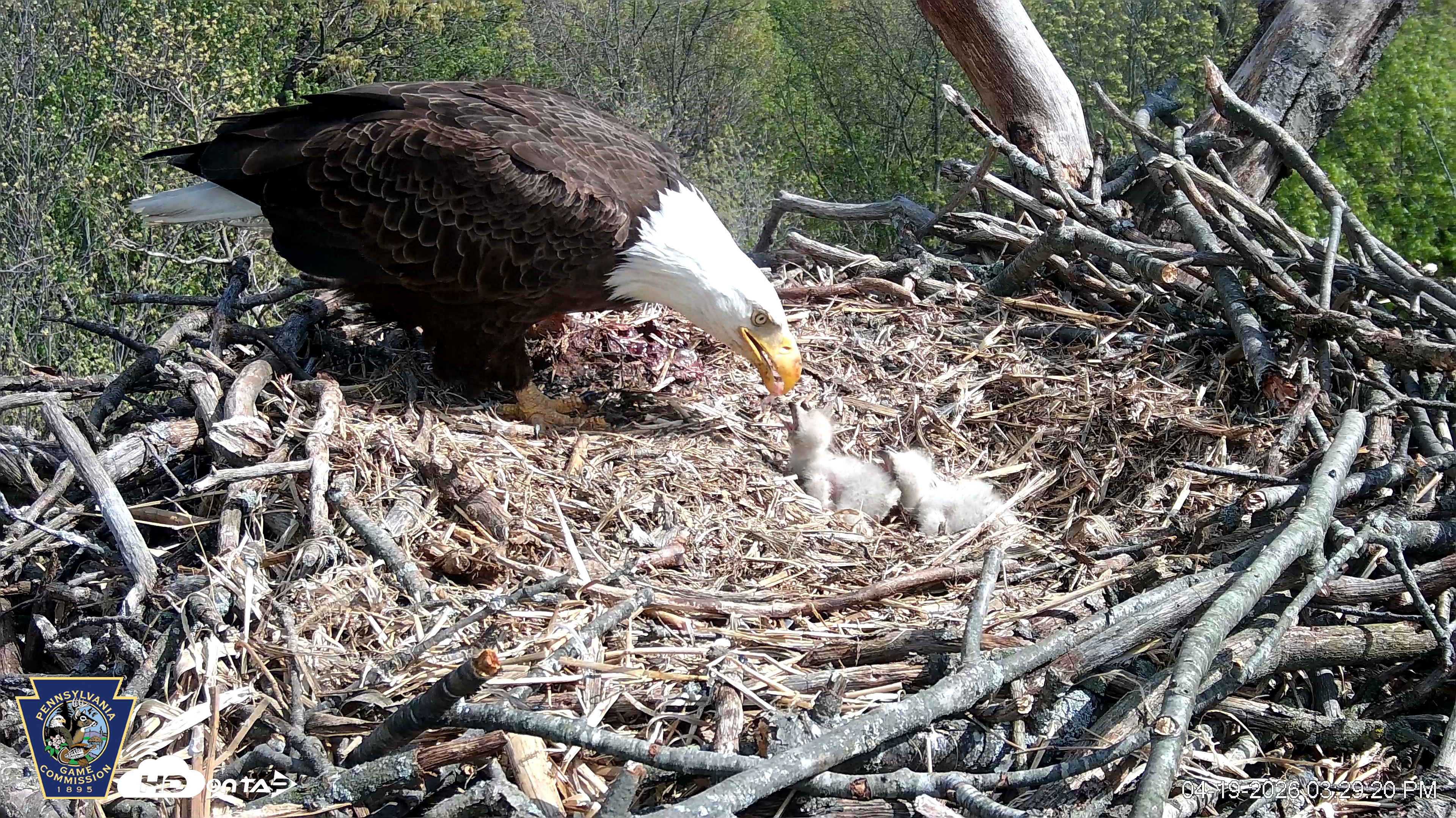 Snapshot of Hanover Eagles Live Cam taken Apr 19, 2026, 3:29pm EDT