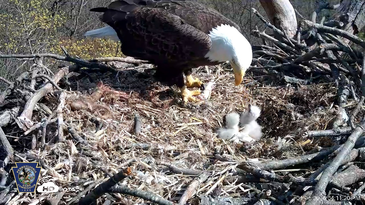 Snapshot of Hanover Eagles Live Cam taken Apr 13, 2026, 4:11pm EDT