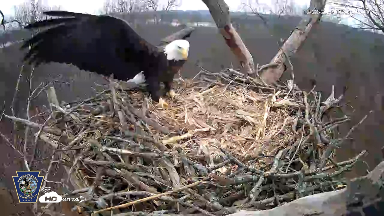 Snapshot of Hanover Eagles Live Cam taken Dec 23, 2025, 12:53pm EST