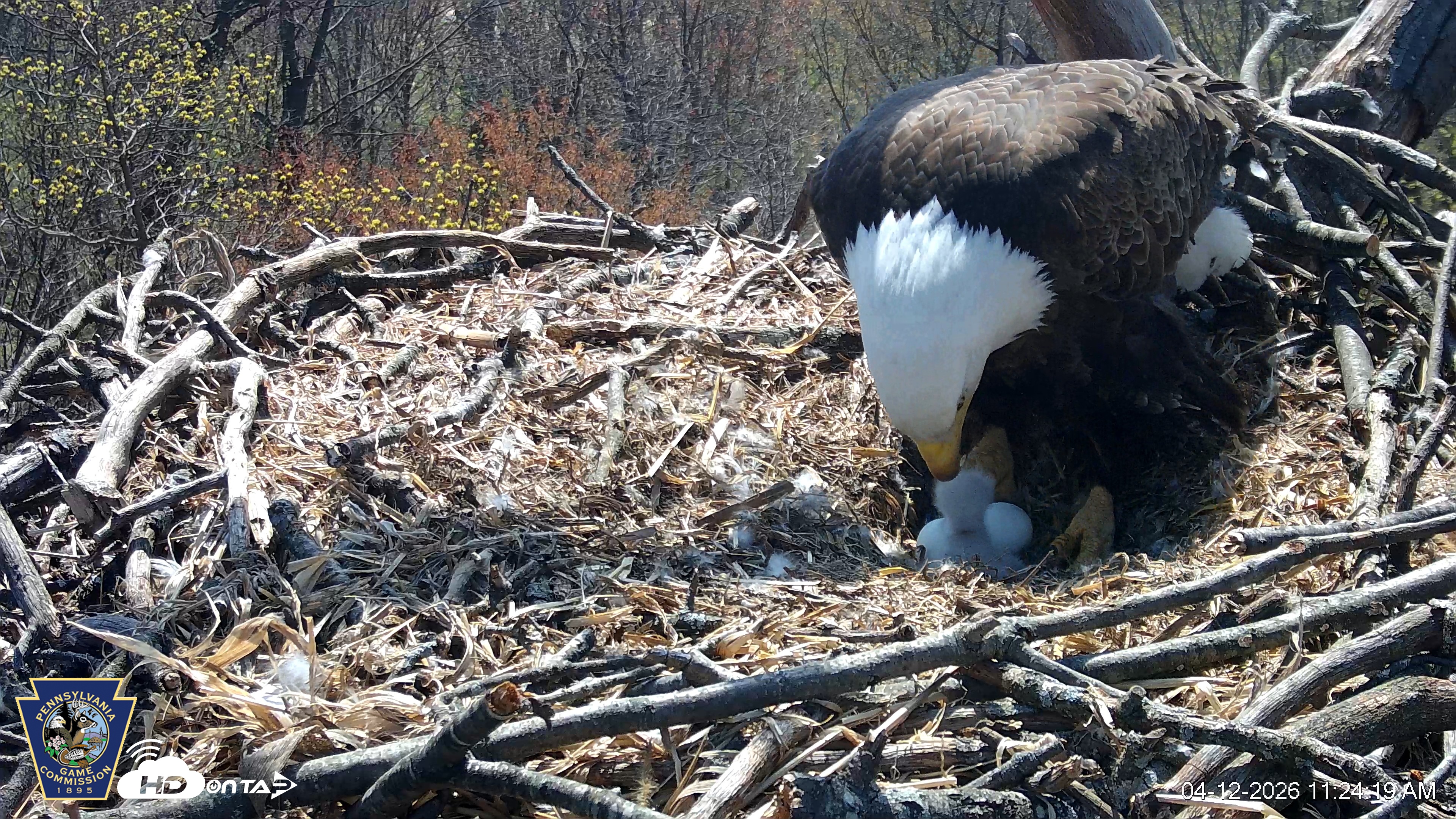 Snapshot of Hanover Eagles Live Cam taken Apr 12, 2026, 11:24am EDT