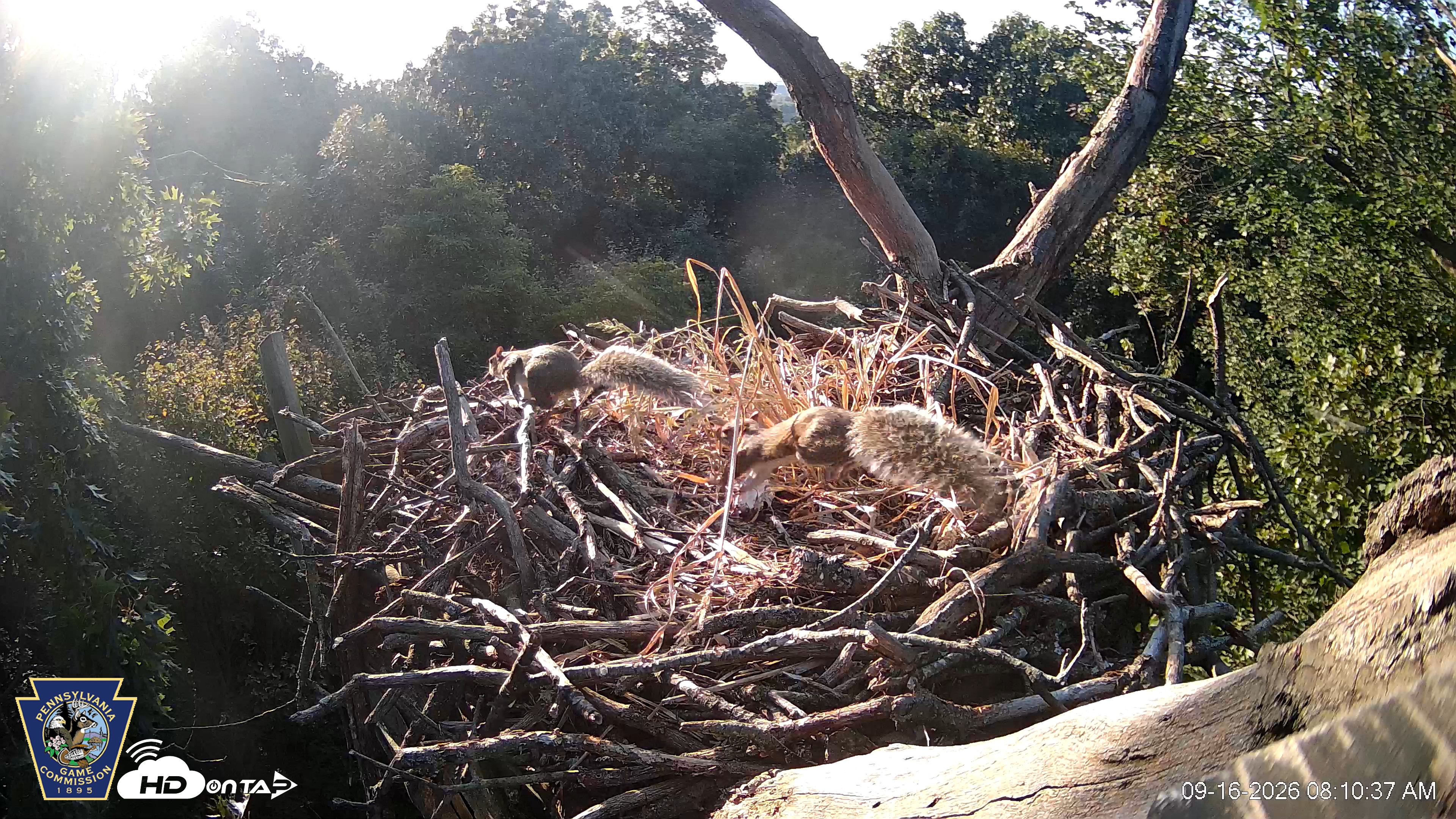 Snapshot of Hanover Eagles Live Cam taken Sep 16, 2026, 8:11am EDT