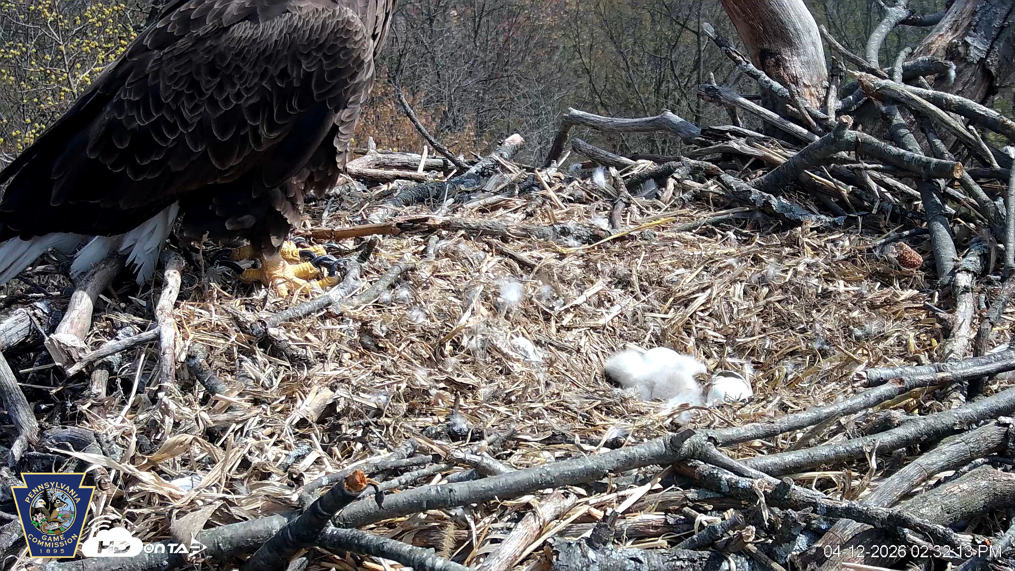 Snapshot of Hanover Eagles Live Cam taken Apr 12, 2026, 2:32pm EDT