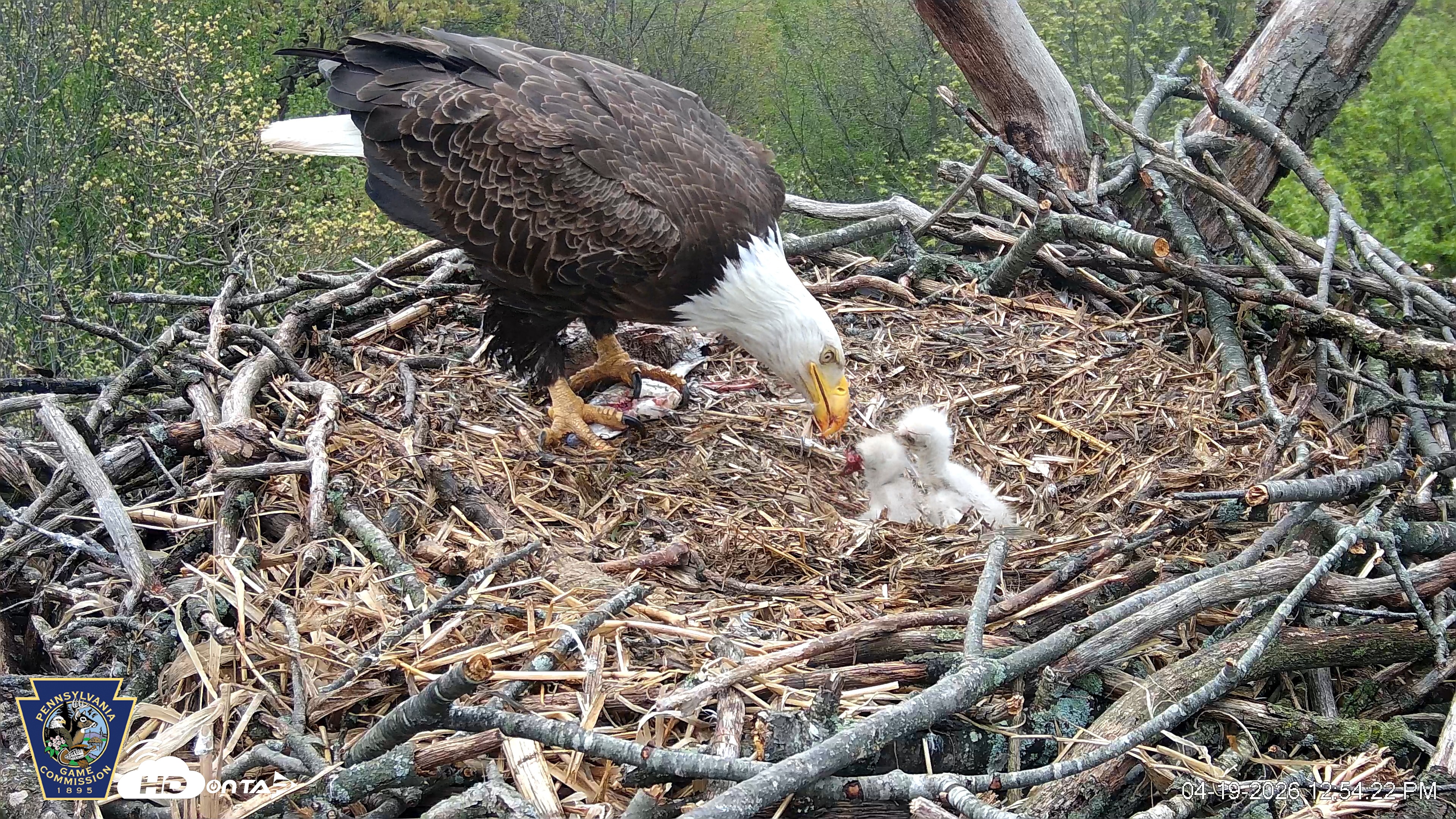Snapshot of Hanover Eagles Live Cam taken Apr 19, 2026, 12:54pm EDT