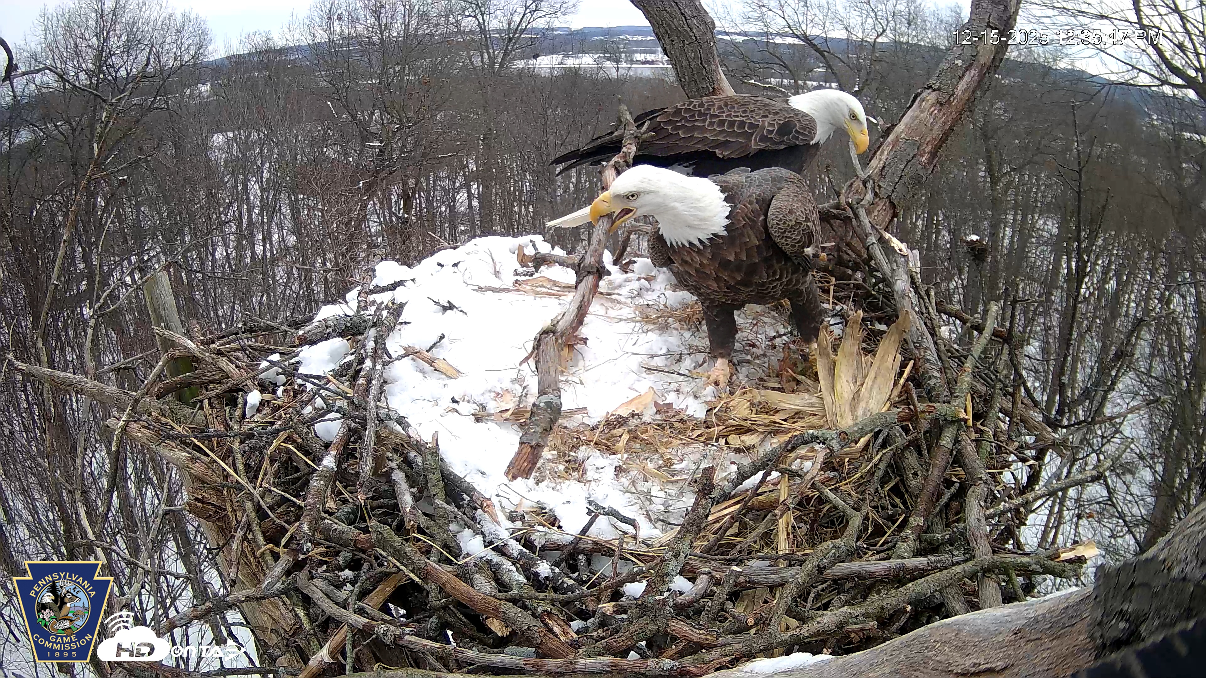 Snapshot of Hanover Eagles Live Cam taken Dec 15, 2025, 12:35pm EST