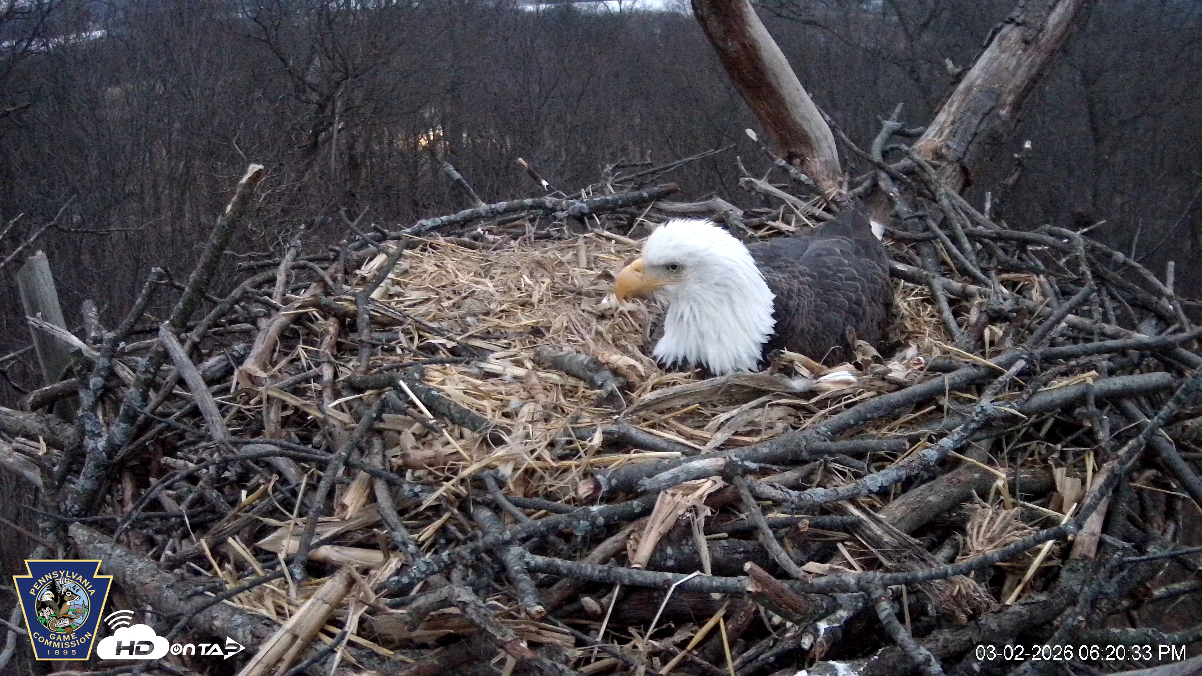 Snapshot of Hanover Eagles Live Cam taken Mar 2, 2026, 6:21pm EST