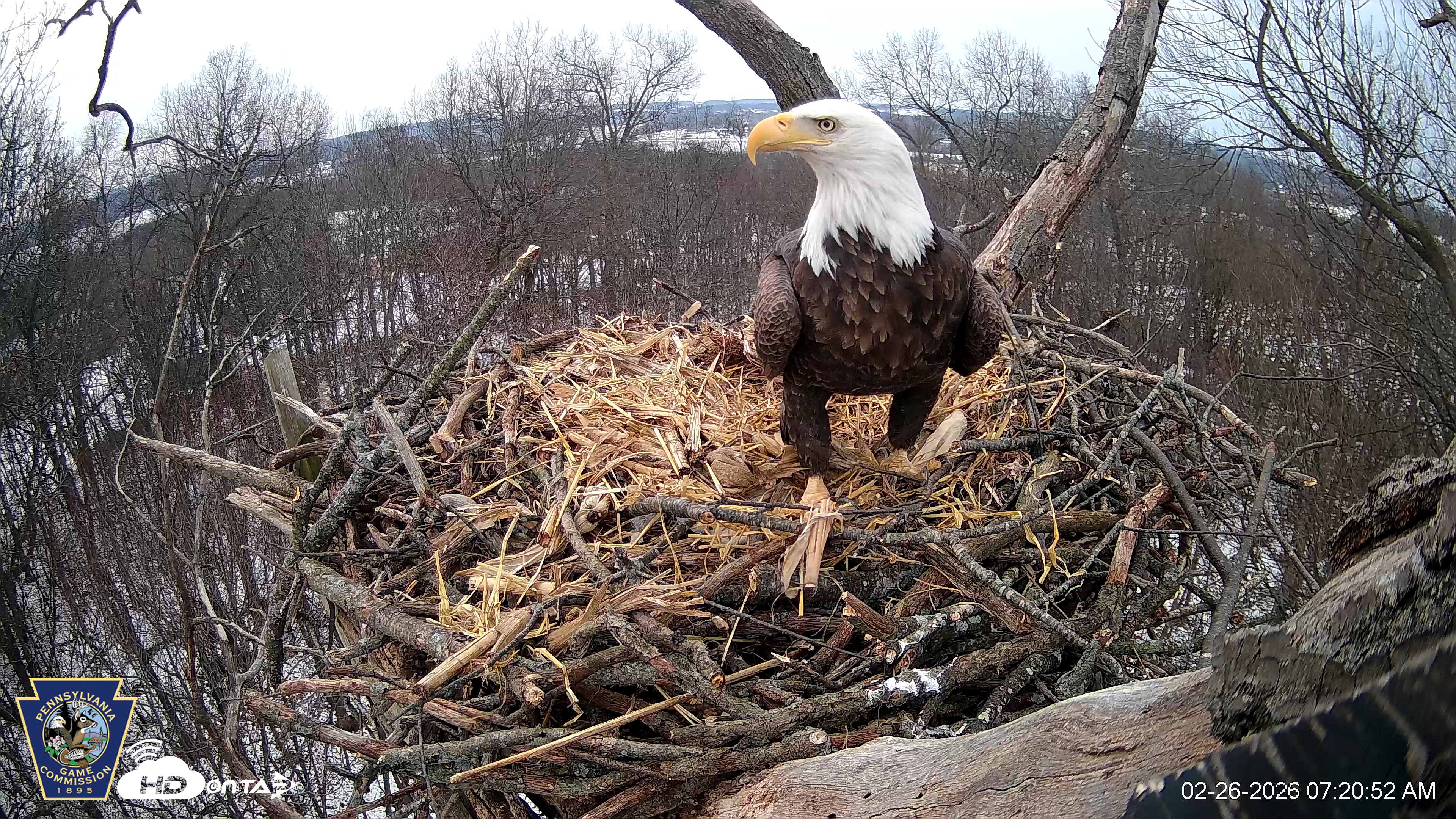Snapshot of Hanover Eagles Live Cam taken Feb 26, 2026, 7:21am EST