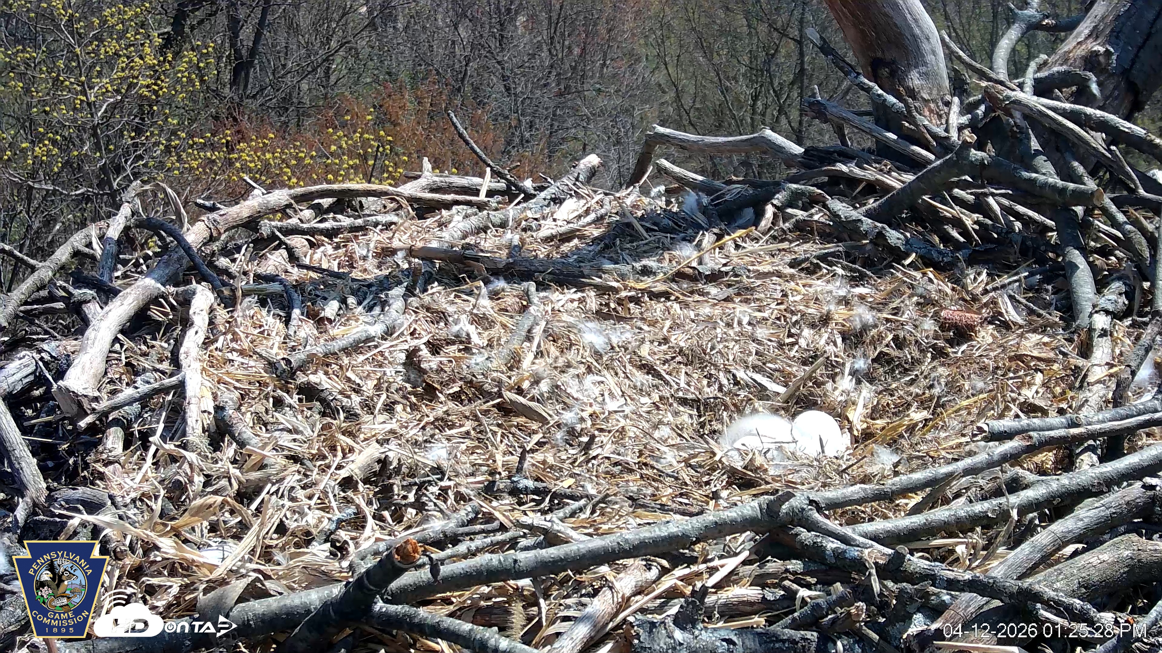 Snapshot of Hanover Eagles Live Cam taken Apr 12, 2026, 1:25pm EDT