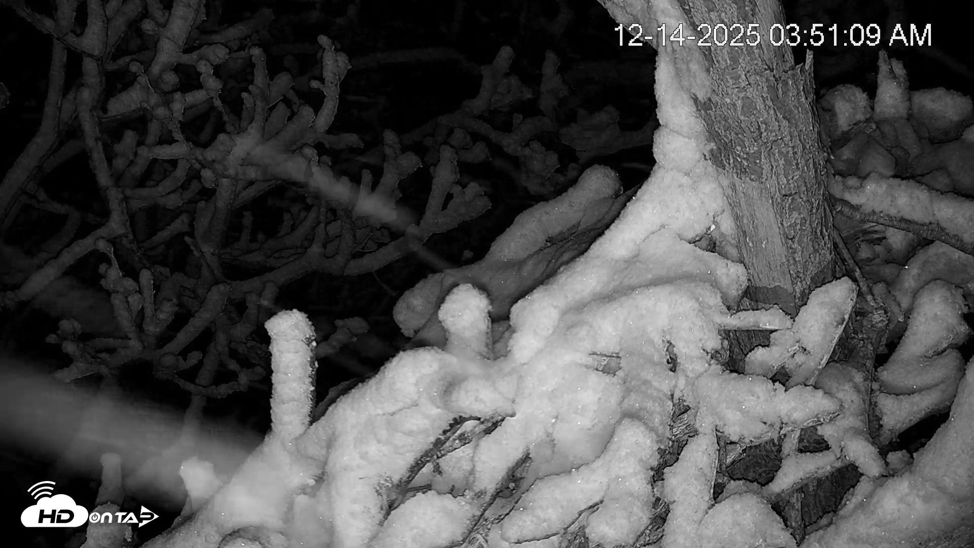 Snapshot of Hanover Eagles Live Cam taken Dec 14, 2025, 3:52am EST