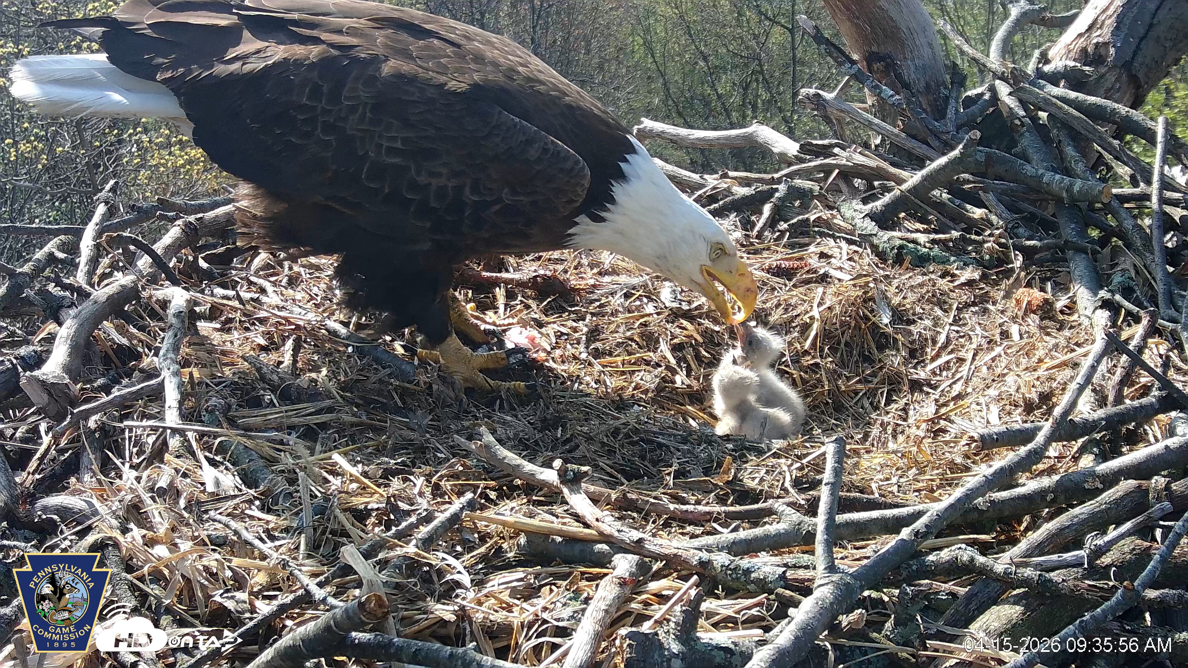 Snapshot of Hanover Eagles Live Cam taken Apr 15, 2026, 9:36am EDT