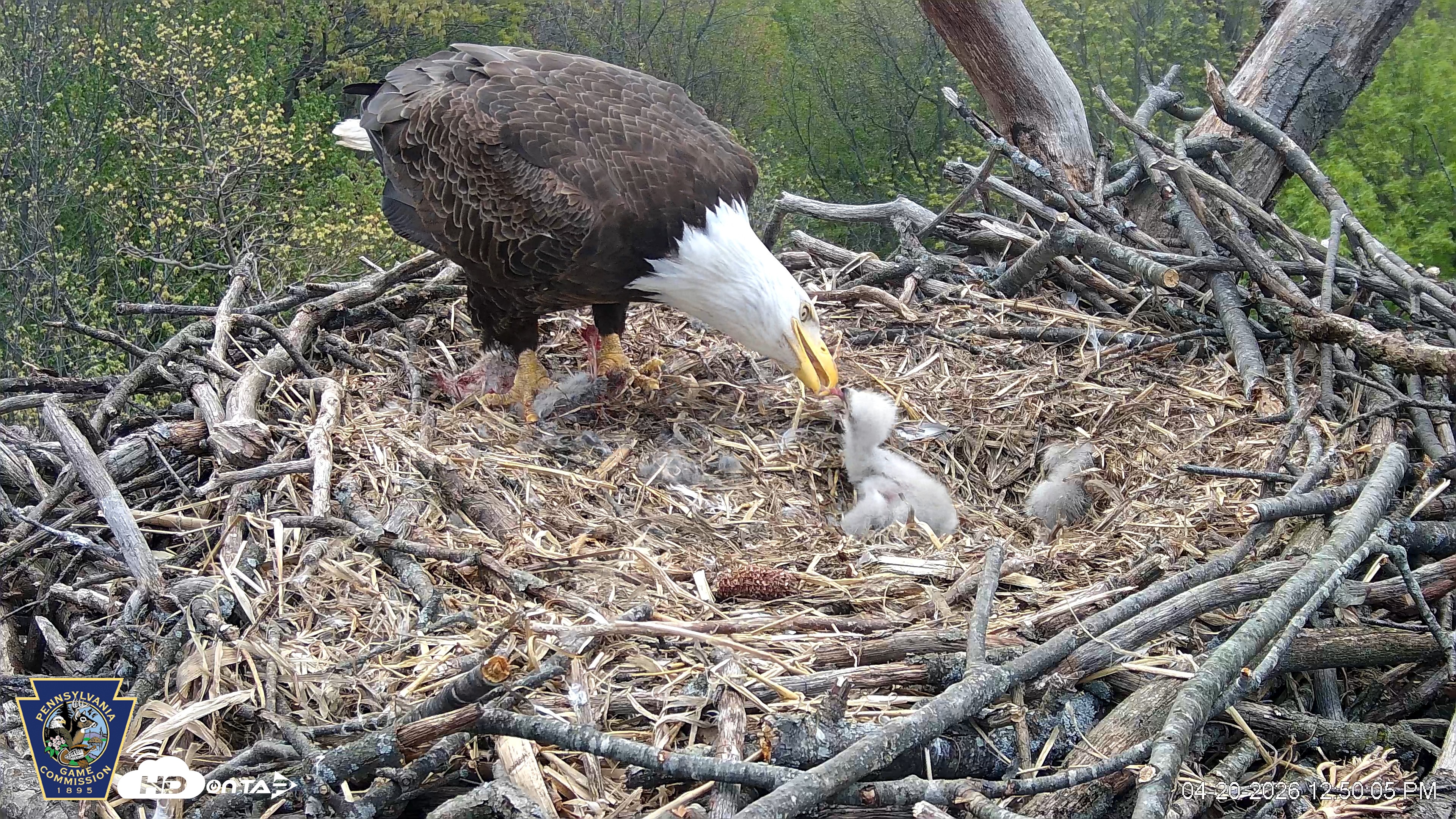 Snapshot of Hanover Eagles Live Cam taken Apr 20, 2026, 12:50pm EDT