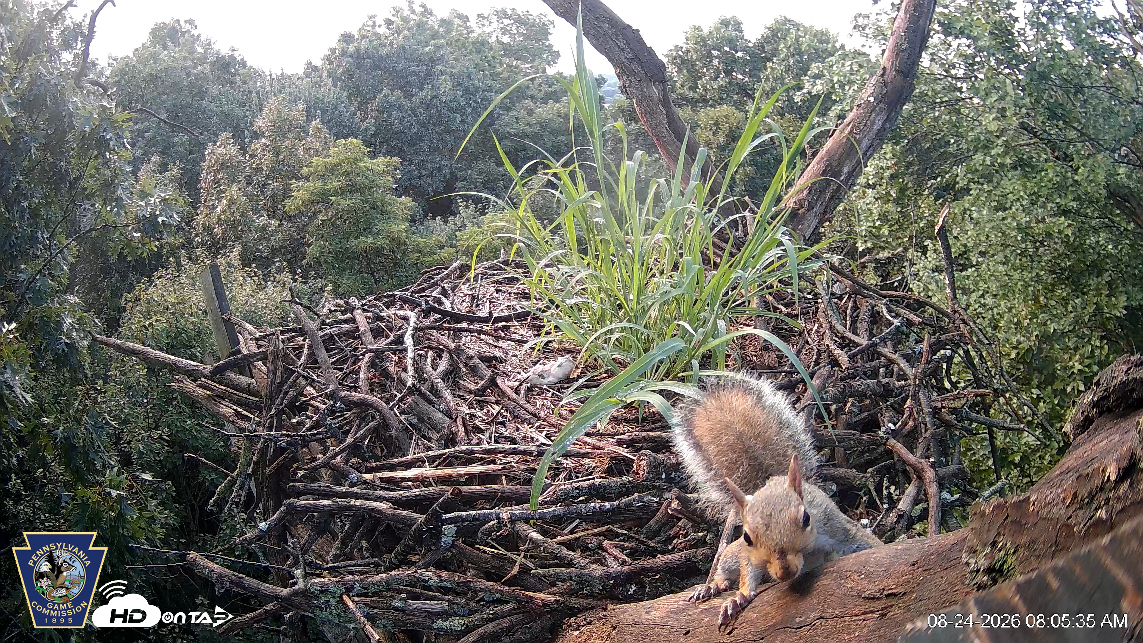 Snapshot of Hanover Eagles Live Cam taken Aug 24, 2026, 8:06am EDT