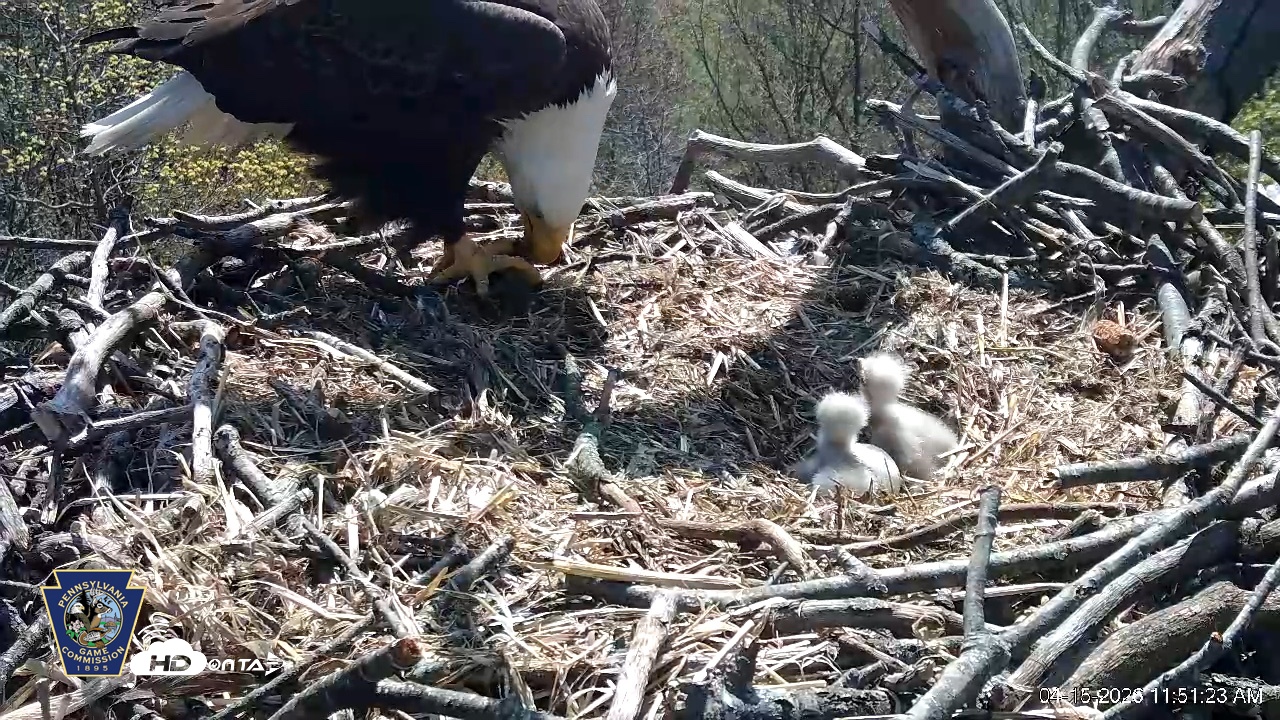 Snapshot of Hanover Eagles Live Cam taken Apr 15, 2026, 11:52am EDT