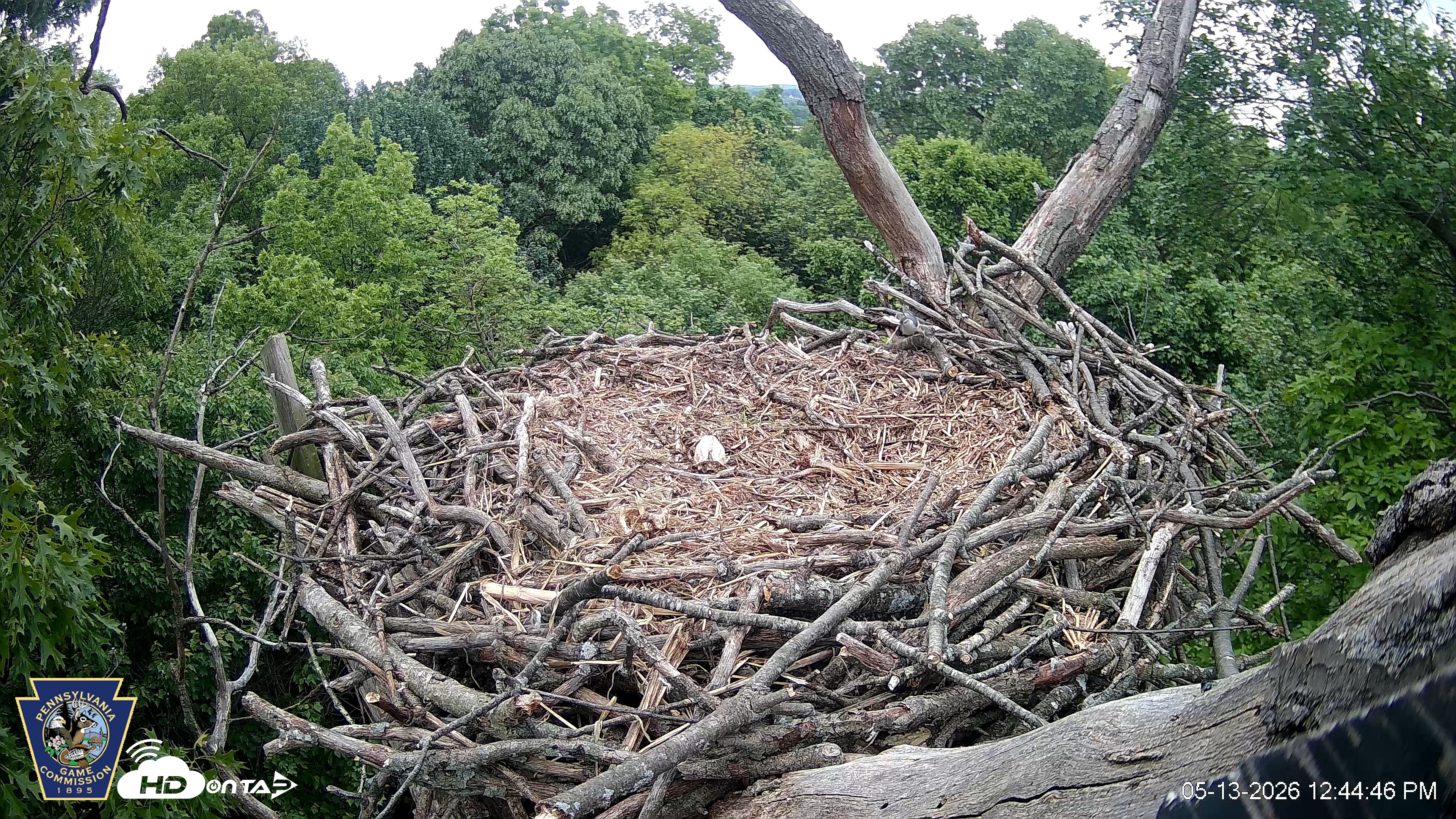 Snapshot of Hanover Eagles Live Cam taken May 13, 2026, 12:45pm EDT