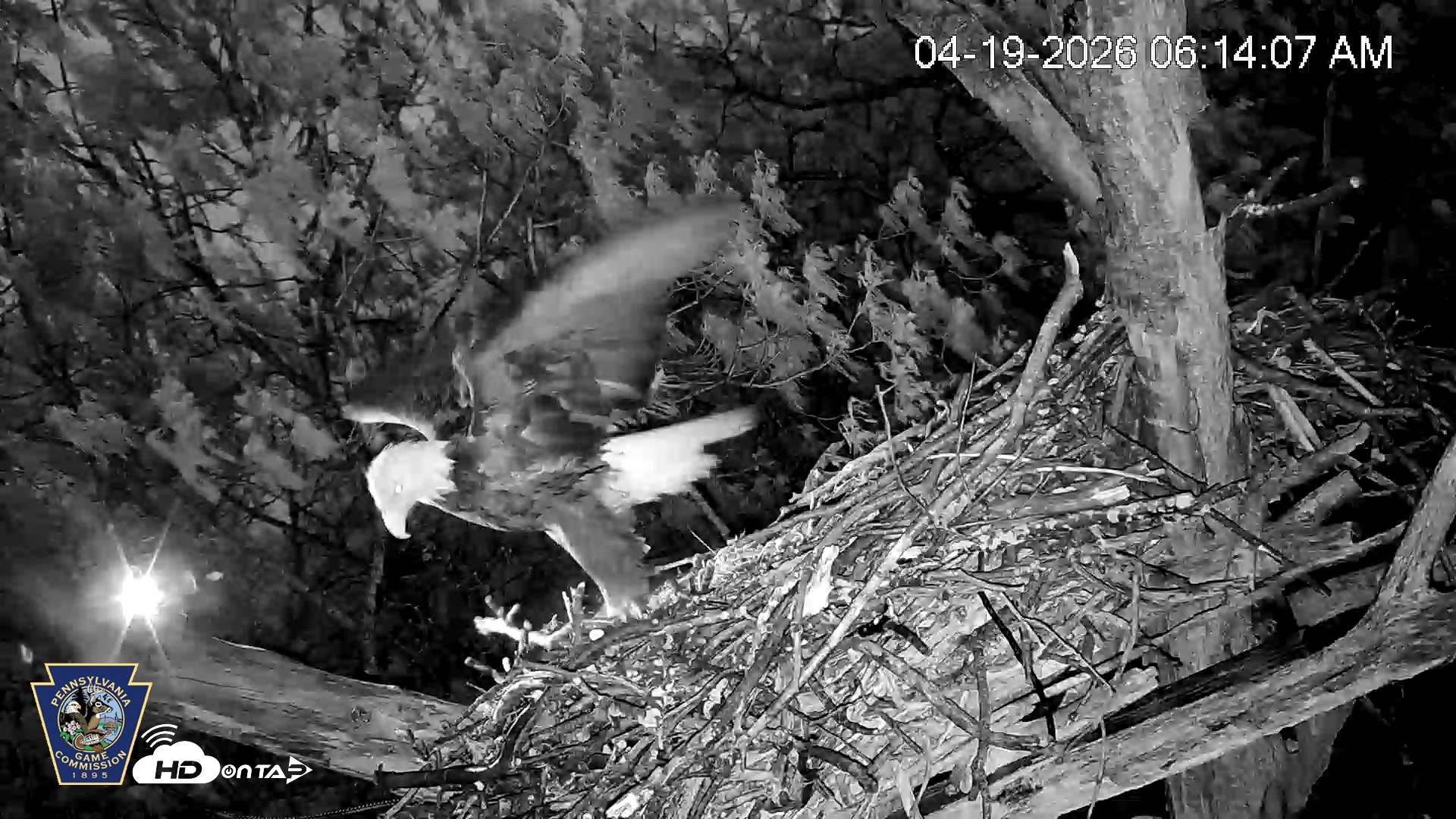 Snapshot of Hanover Eagles Live Cam taken Apr 19, 2026, 6:15am EDT