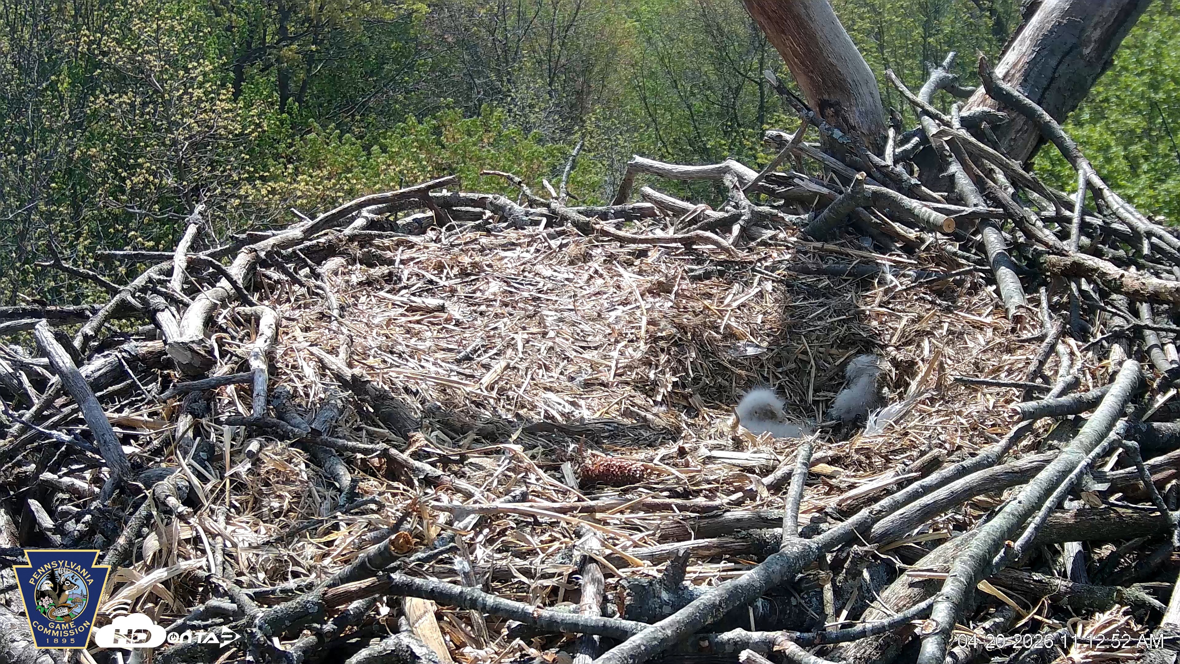 Snapshot of Hanover Eagles Live Cam taken Apr 20, 2026, 11:14am EDT