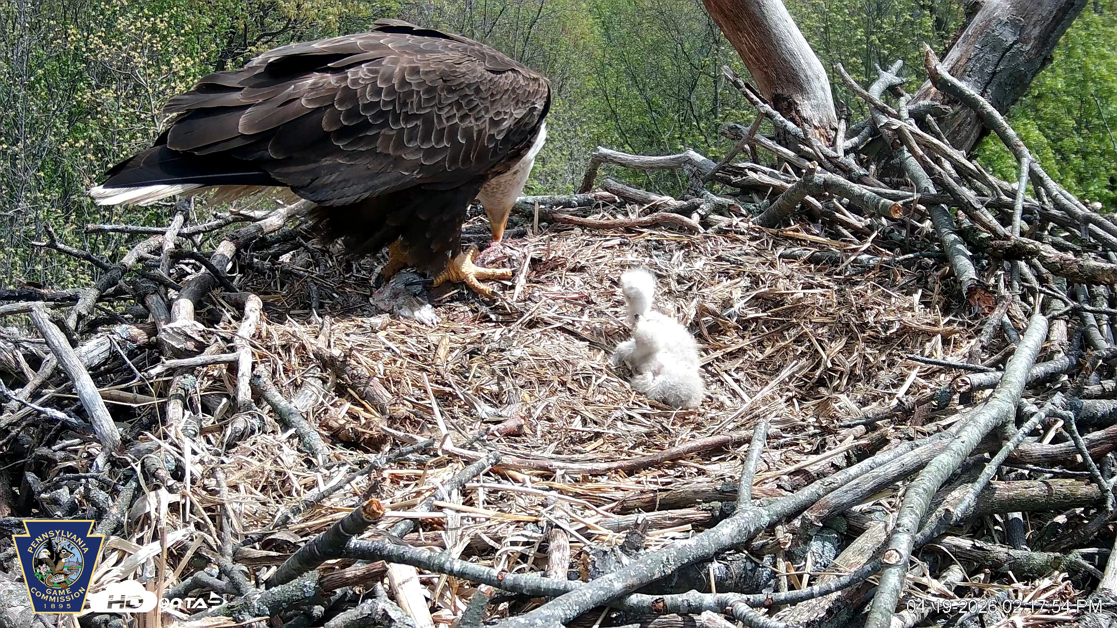 Snapshot of Hanover Eagles Live Cam taken Apr 19, 2026, 2:18pm EDT
