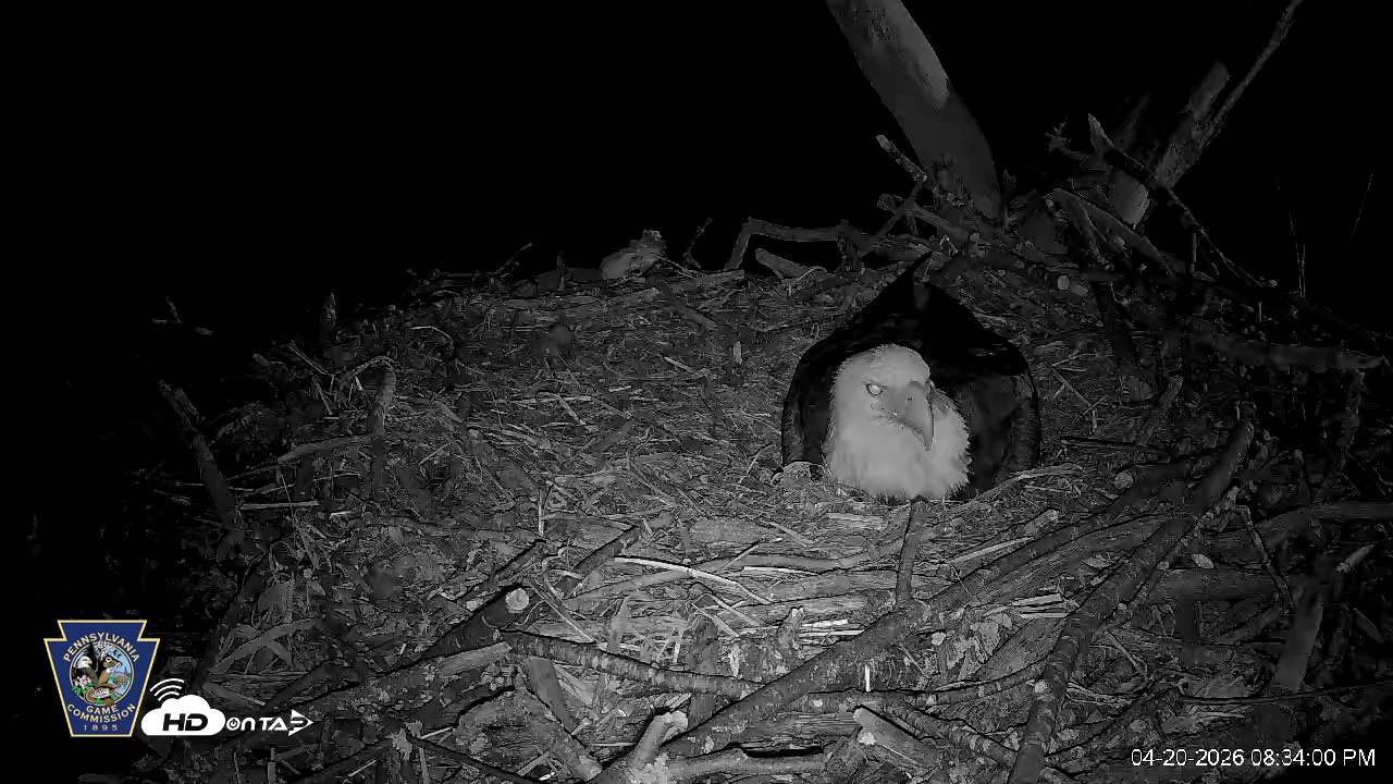 Snapshot of Hanover Eagles Live Cam taken Apr 20, 2026, 8:38pm EDT