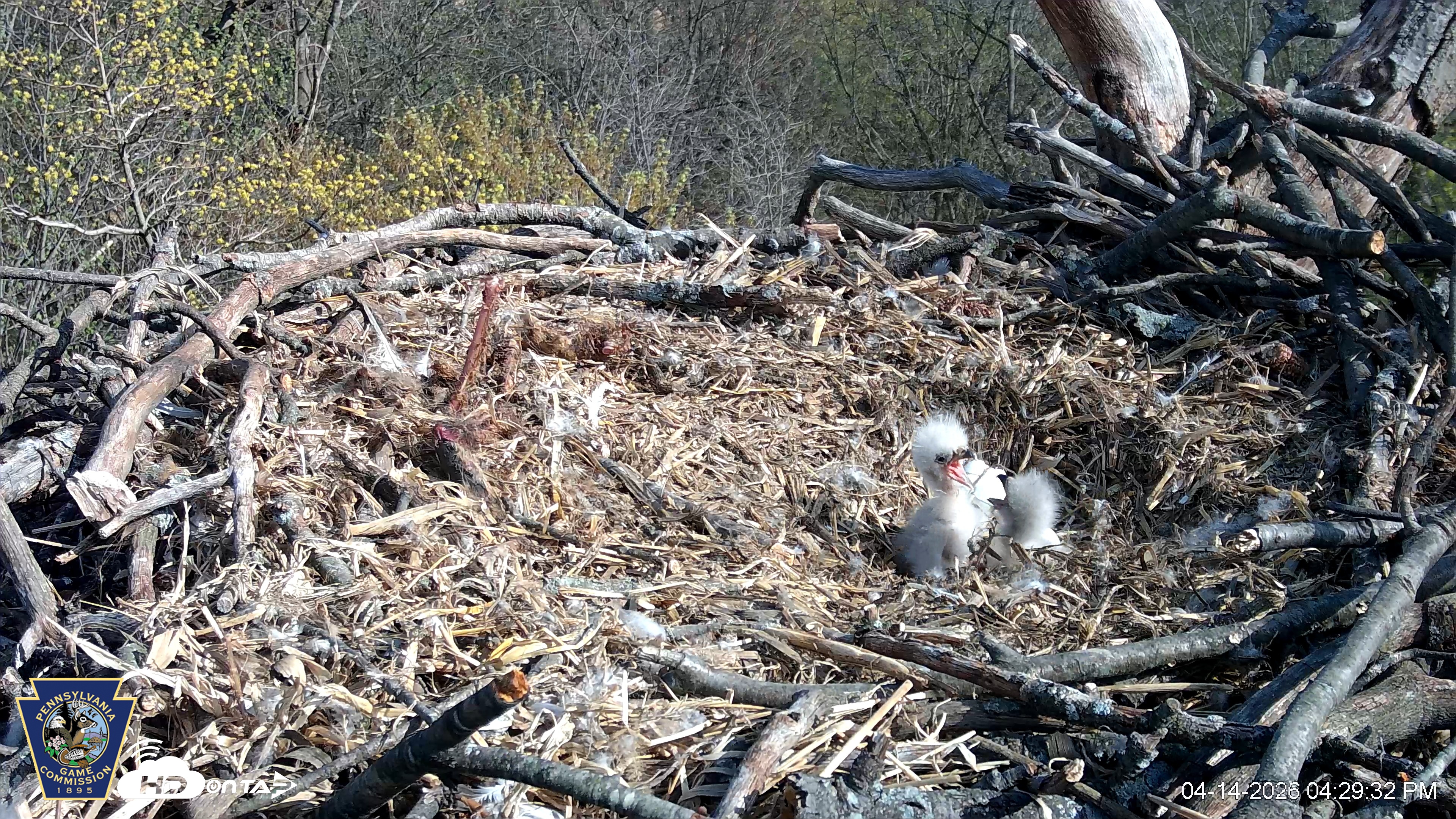 Snapshot of Hanover Eagles Live Cam taken Apr 14, 2026, 4:29pm EDT