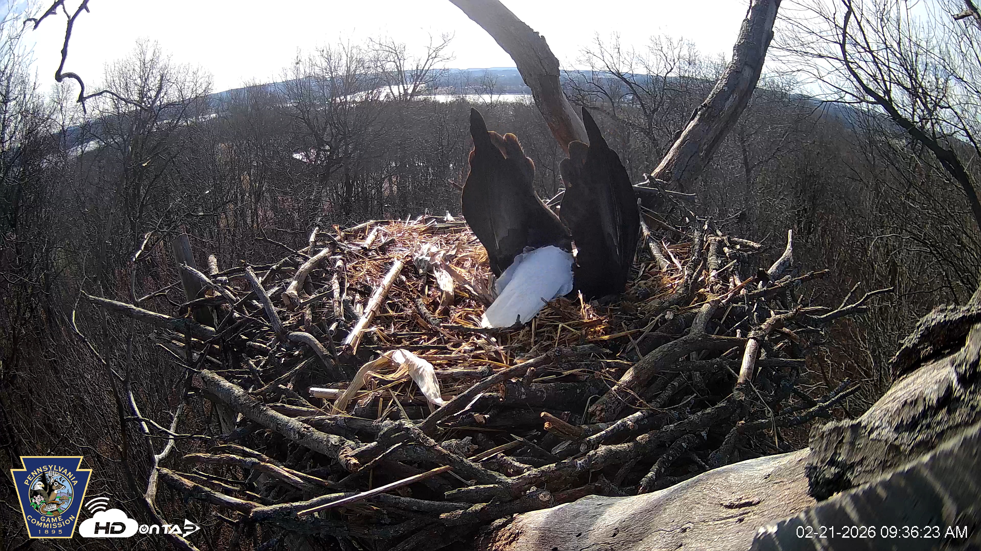 Snapshot of Hanover Eagles Live Cam taken Feb 21, 2026, 9:36am EST