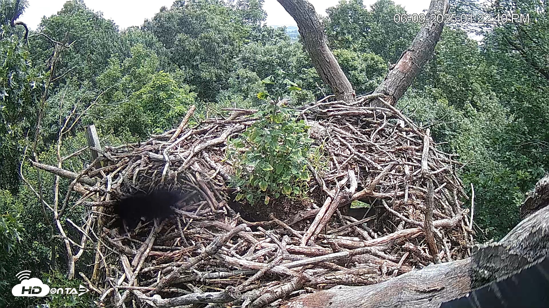 Snapshot of Hanover Eagles Live Cam taken Jun 9, 2025, 1:23pm EDT