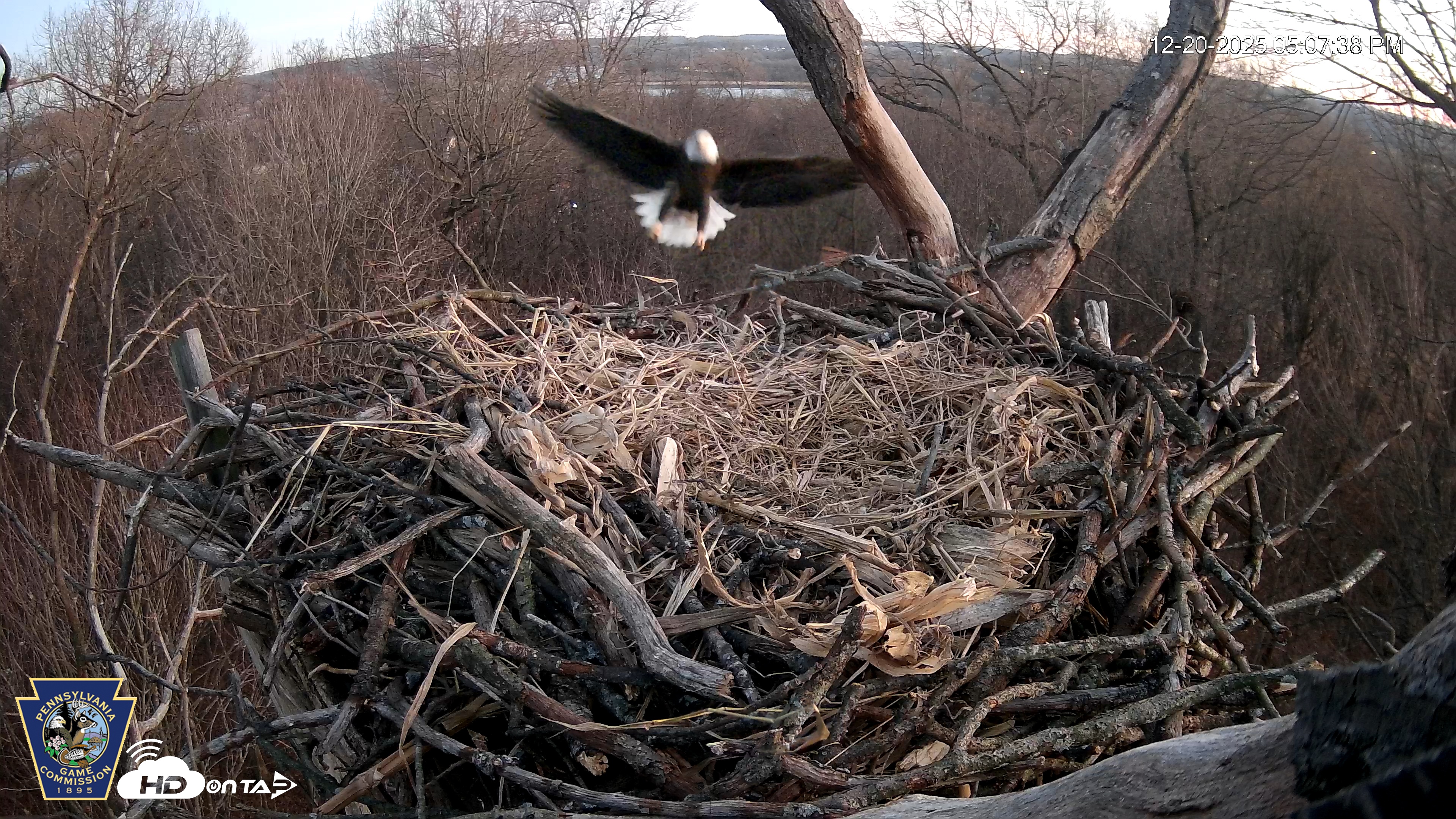 Snapshot of Hanover Eagles Live Cam taken Dec 20, 2025, 5:07pm EST