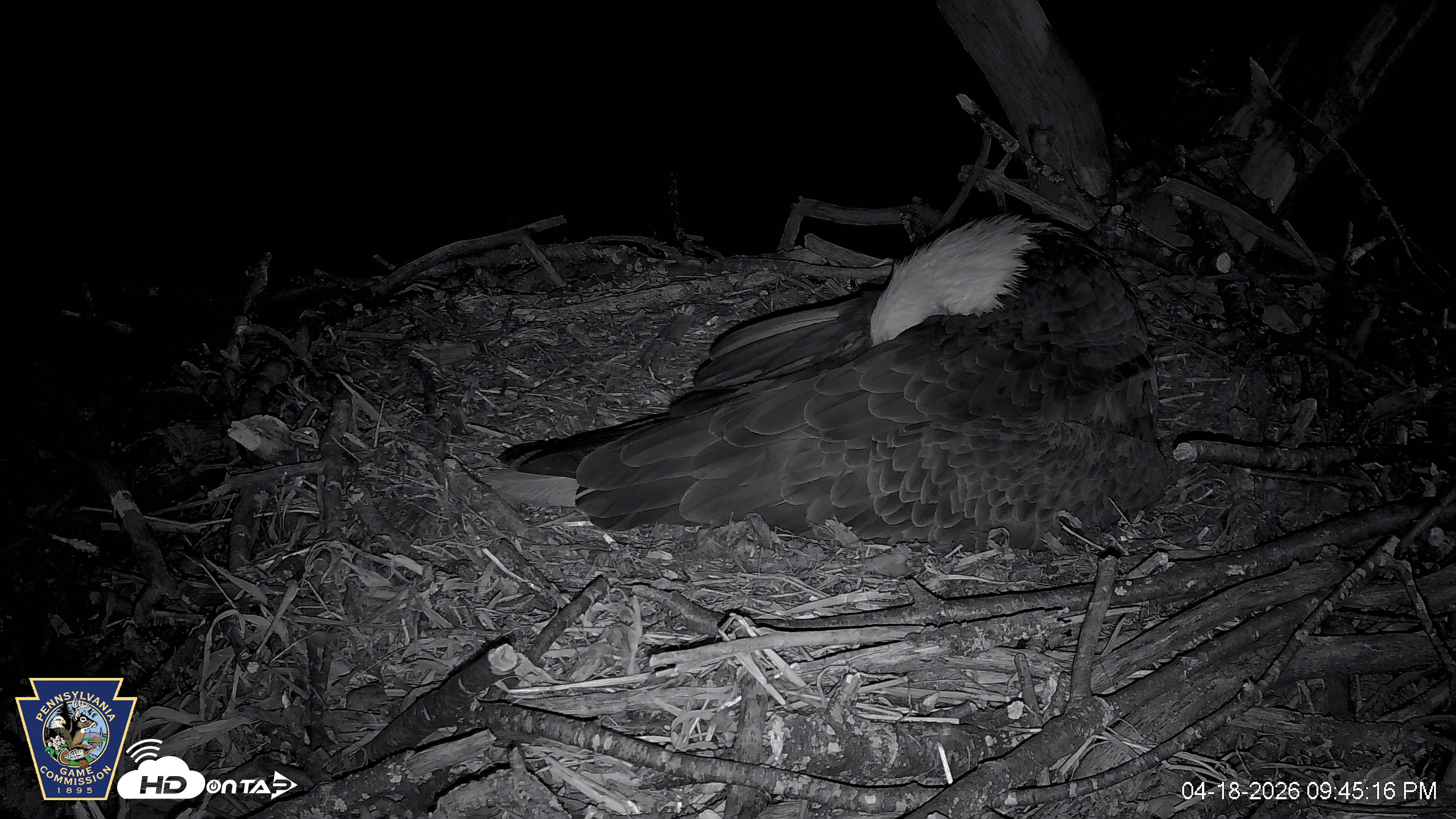 Snapshot of Hanover Eagles Live Cam taken Apr 18, 2026, 9:45pm EDT