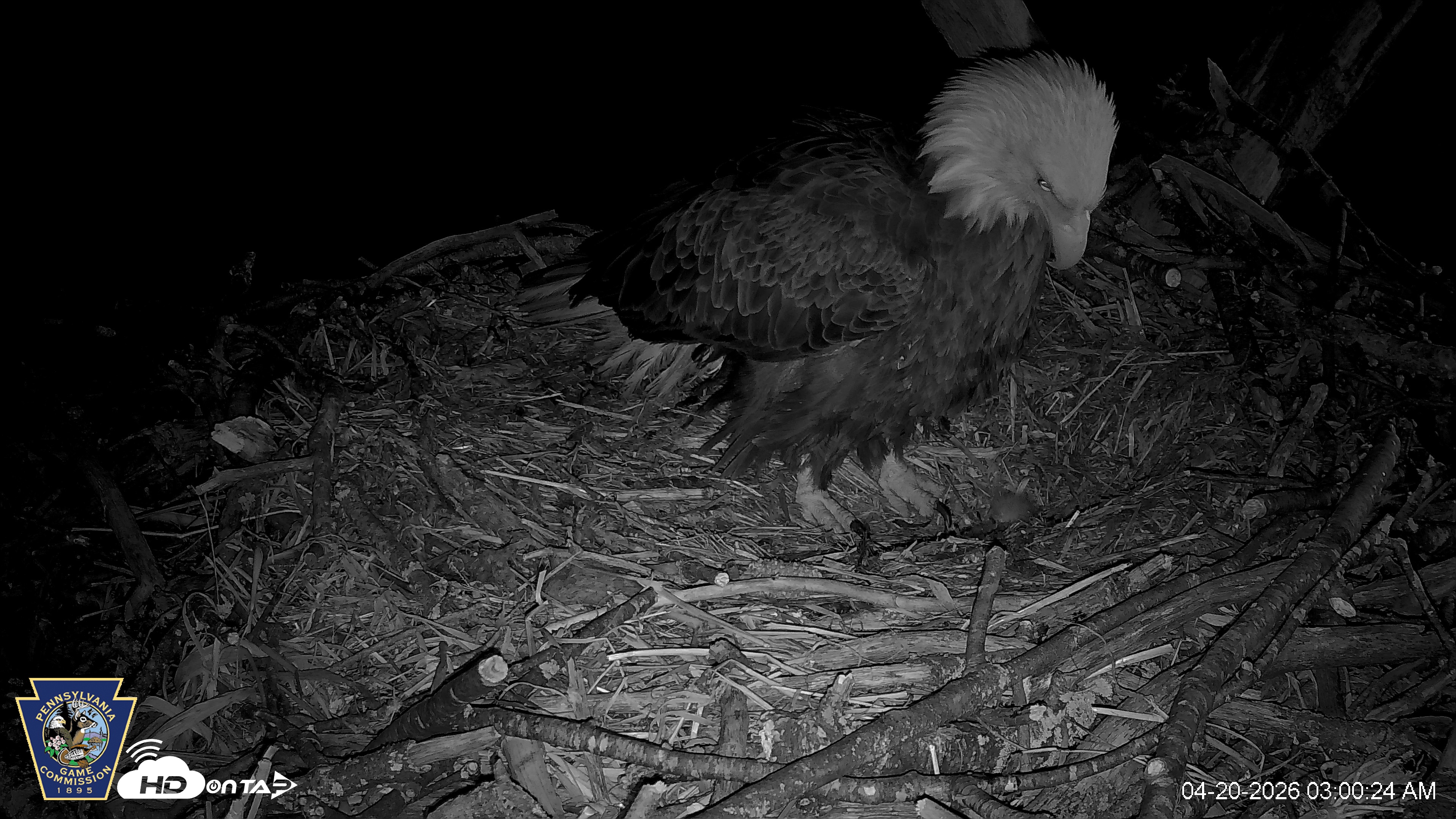 Snapshot of Hanover Eagles Live Cam taken Apr 20, 2026, 3:00am EDT