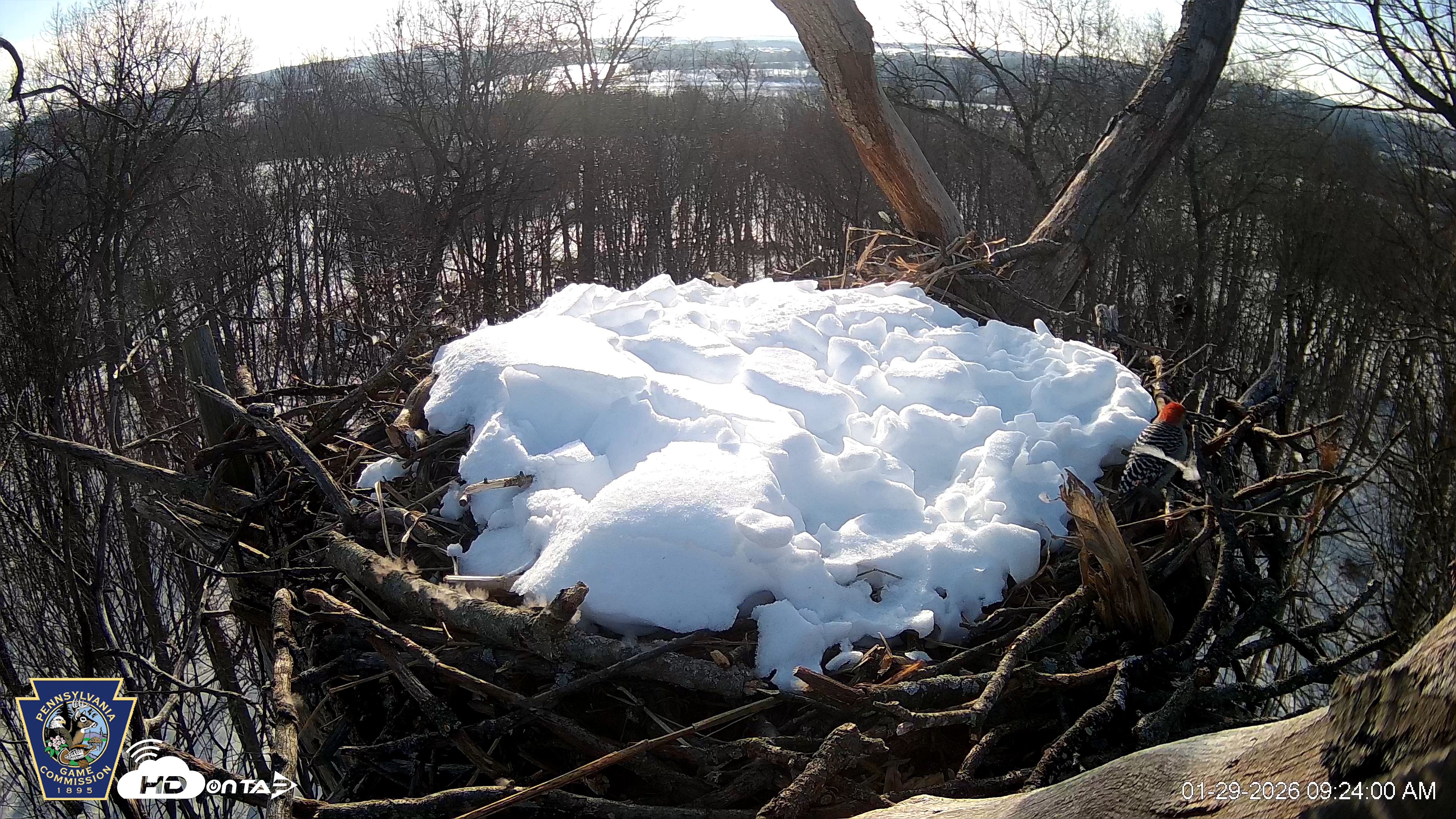 Snapshot of Hanover Eagles Live Cam taken Jan 29, 2026, 9:24am EST