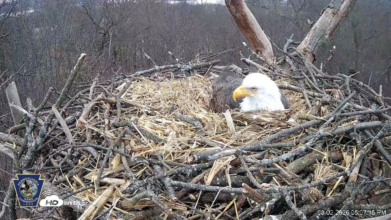 Snapshot of Hanover Eagles Live Cam taken Mar 2, 2026, 5:08pm EST
