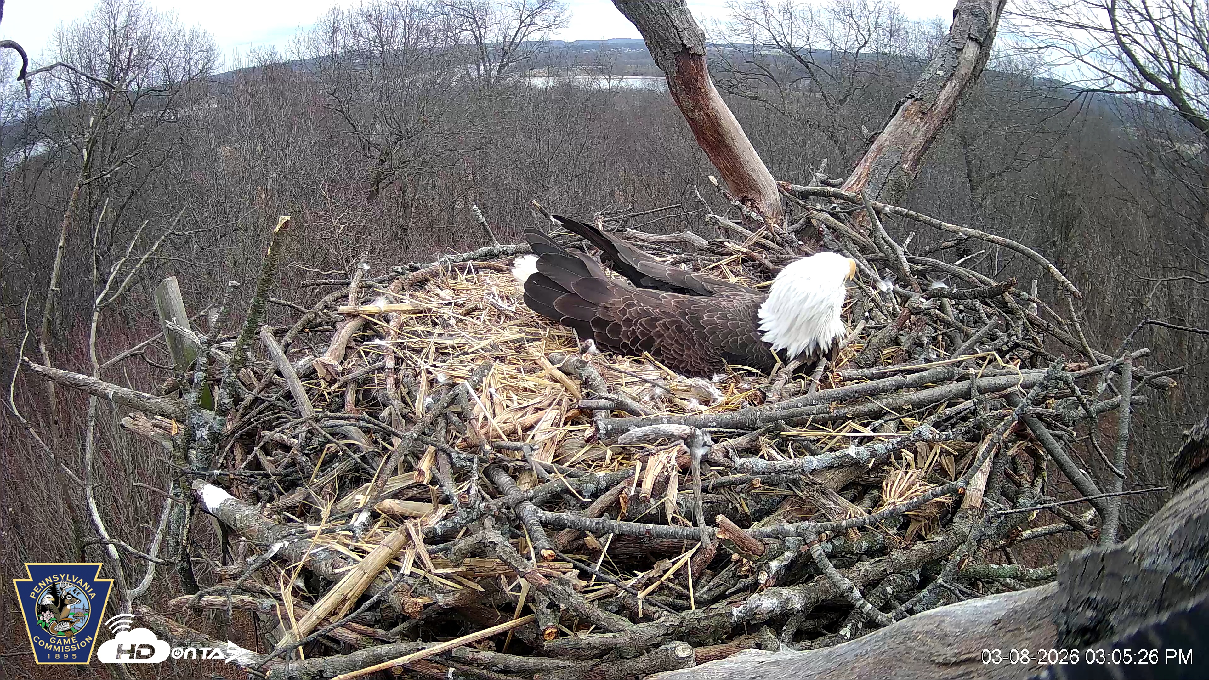 Snapshot of Hanover Eagles Live Cam taken Mar 8, 2026, 4:05pm EDT