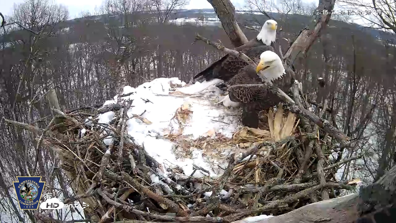 Snapshot of Hanover Eagles Live Cam taken Dec 15, 2025, 12:35pm EST