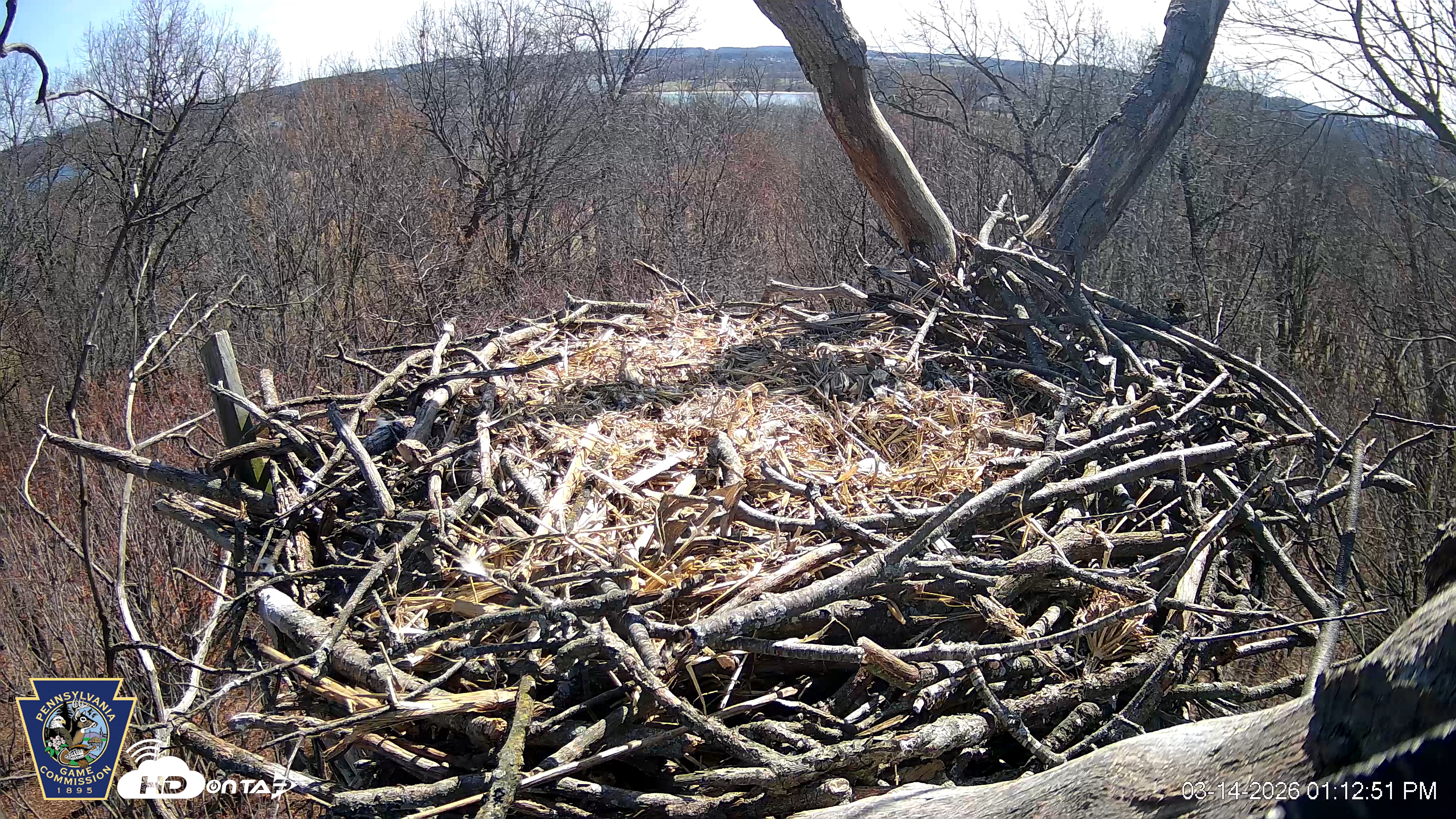 Snapshot of Hanover Eagles Live Cam taken Mar 14, 2026, 1:12pm EDT