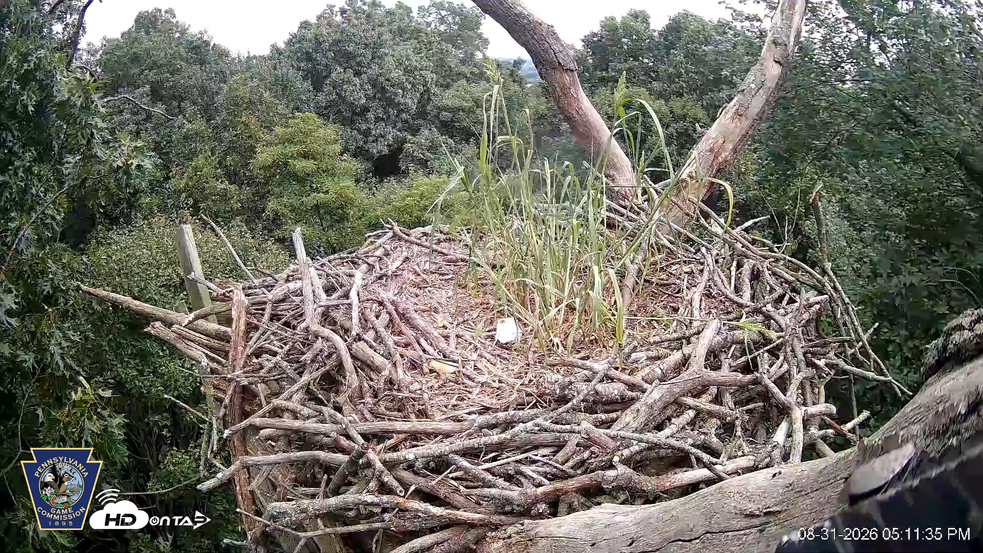 Snapshot of Hanover Eagles Live Cam taken Aug 31, 2026, 5:12pm EDT