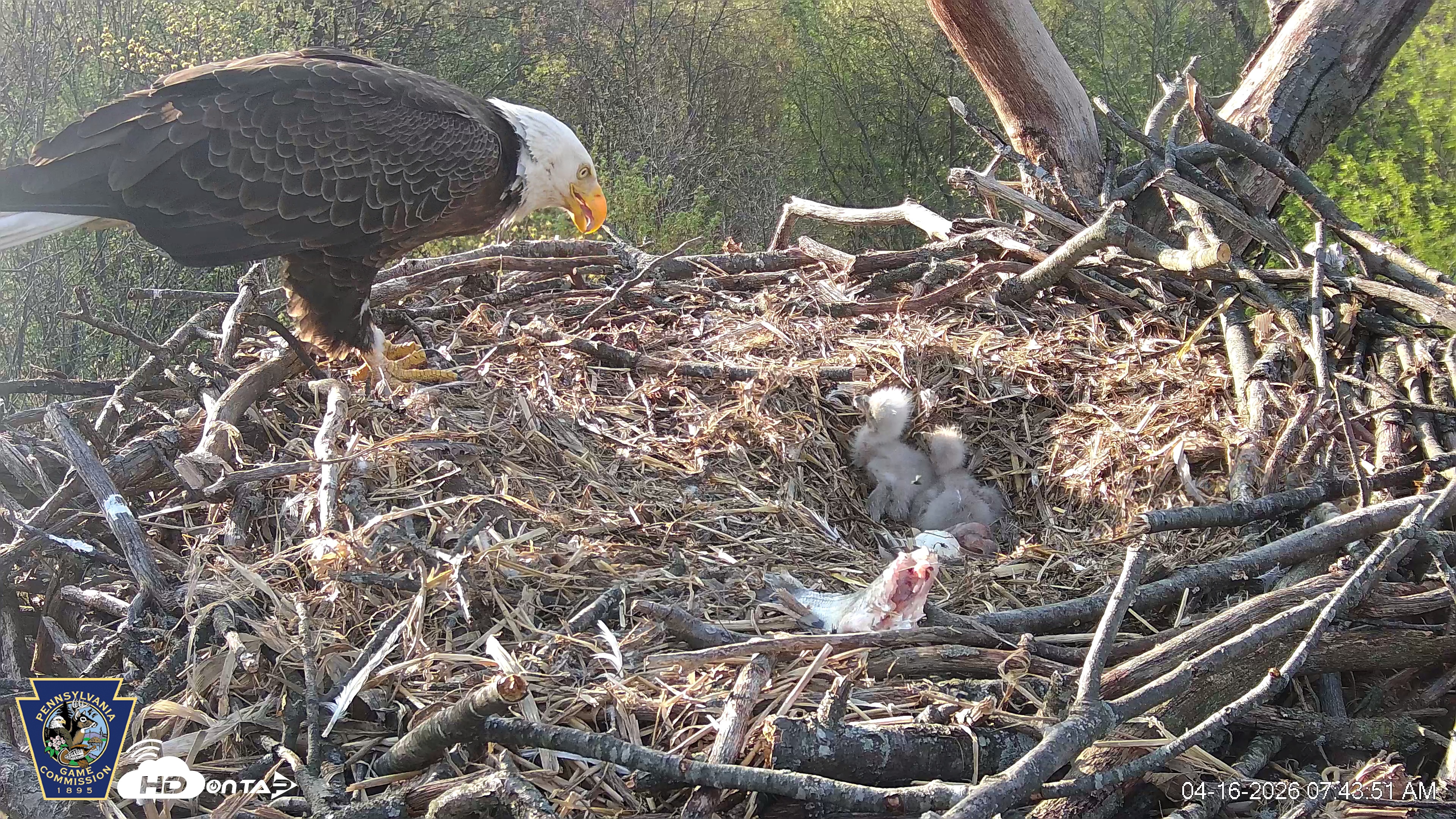 Snapshot of Hanover Eagles Live Cam taken Apr 16, 2026, 7:44am EDT