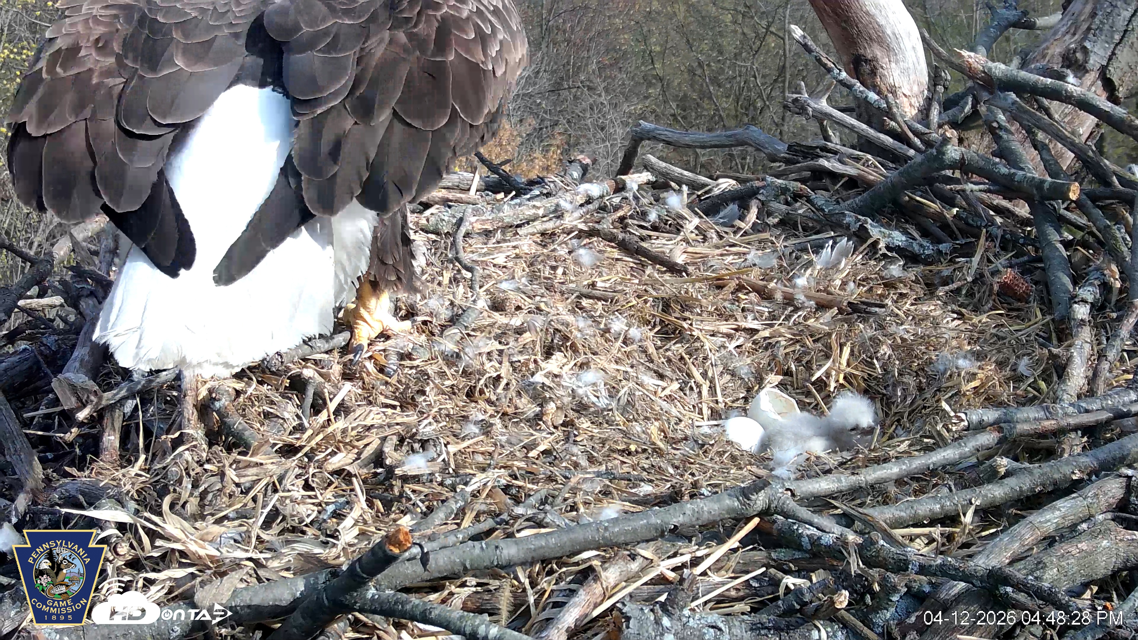 Snapshot of Hanover Eagles Live Cam taken Apr 12, 2026, 4:49pm EDT