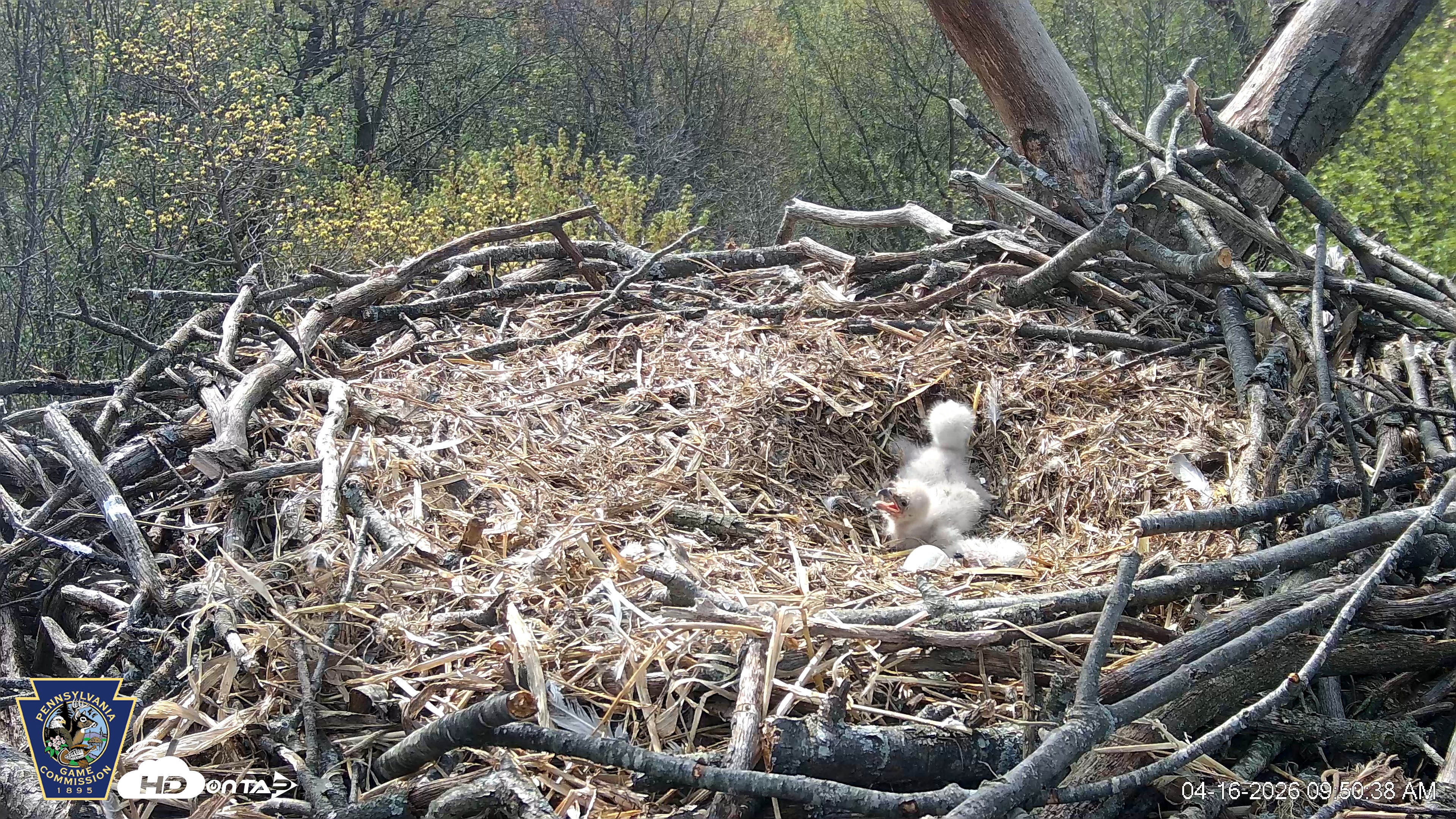 Snapshot of Hanover Eagles Live Cam taken Apr 16, 2026, 9:51am EDT