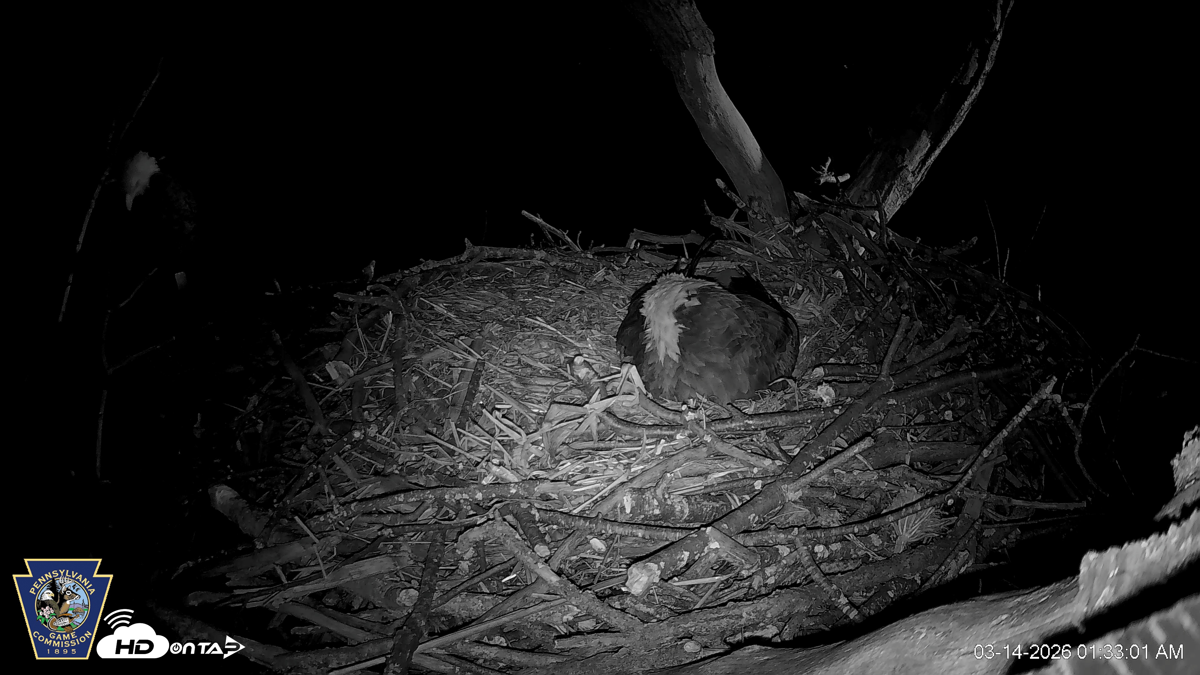 Snapshot of Hanover Eagles Live Cam taken Mar 14, 2026, 1:33am EDT