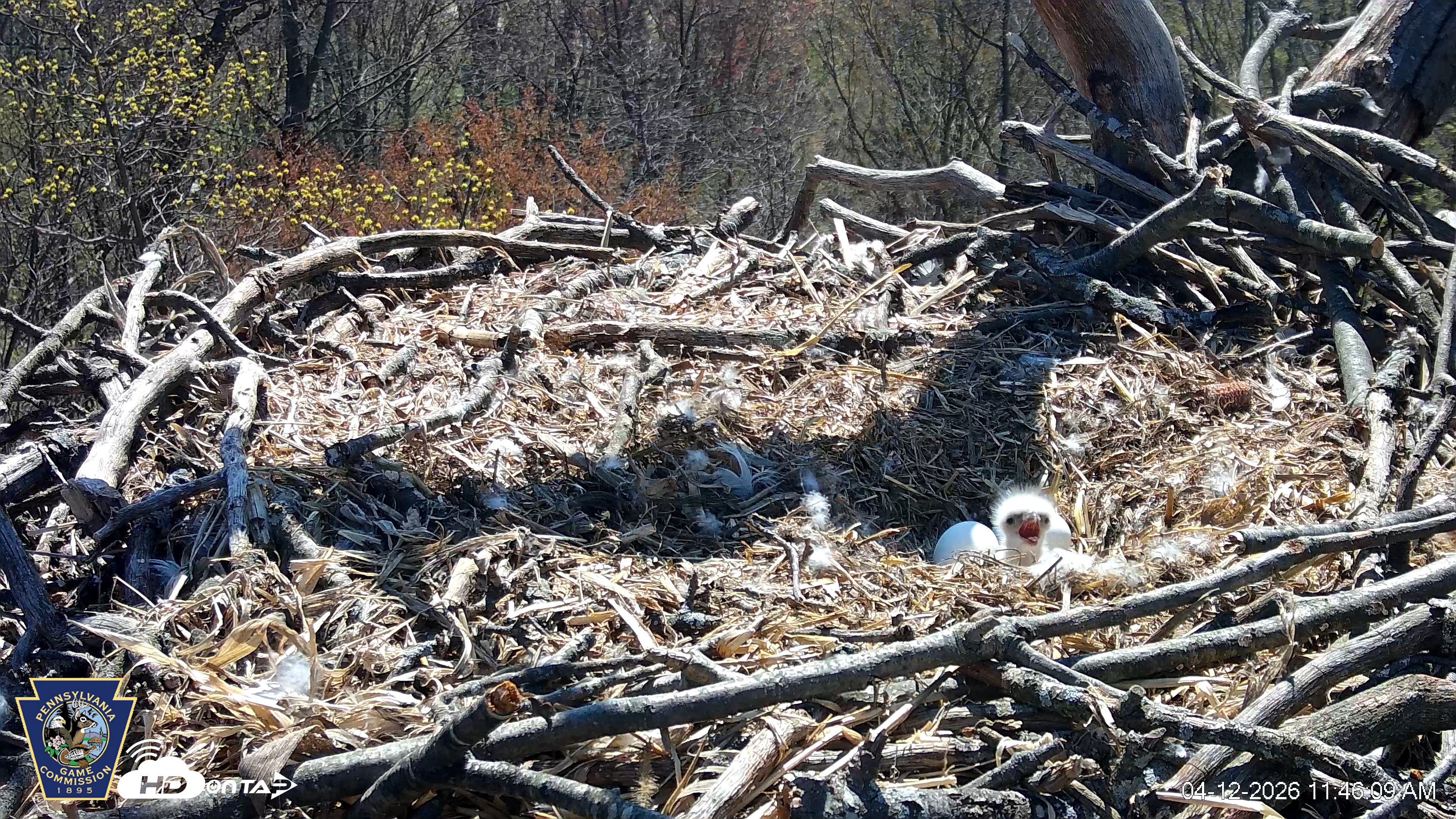 Snapshot of Hanover Eagles Live Cam taken Apr 12, 2026, 11:47am EDT