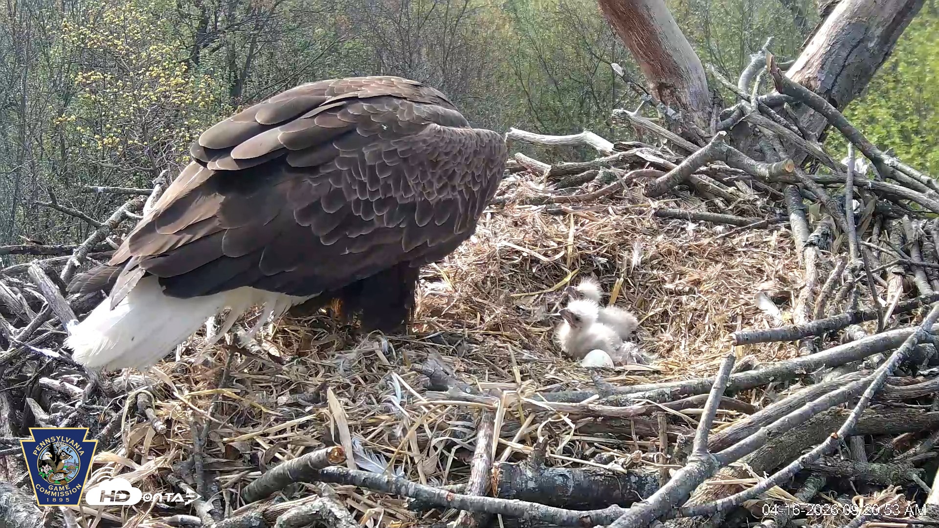 Snapshot of Hanover Eagles Live Cam taken Apr 16, 2026, 9:21am EDT