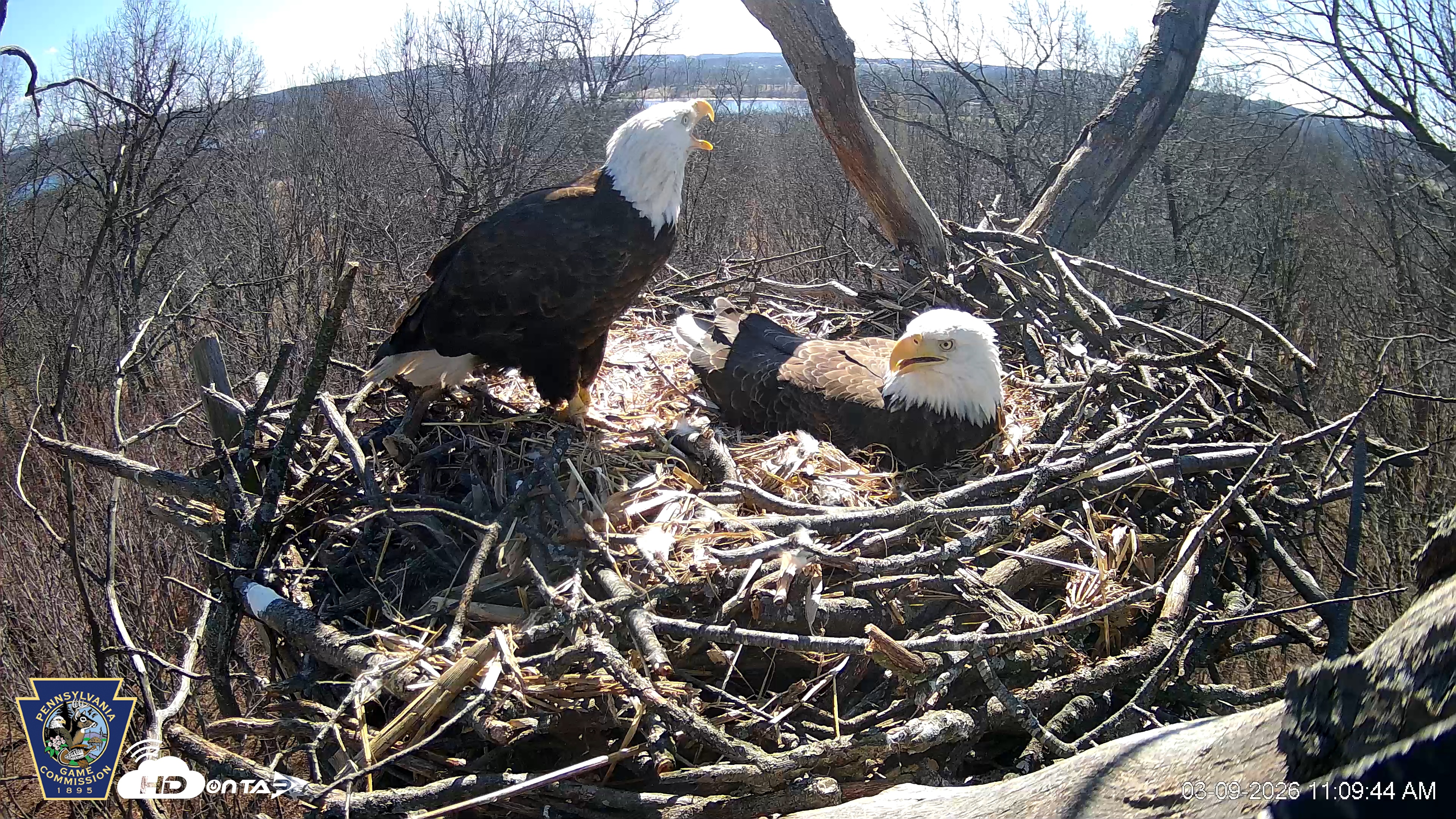 Snapshot of Hanover Eagles Live Cam taken Mar 9, 2026, 12:10pm EDT