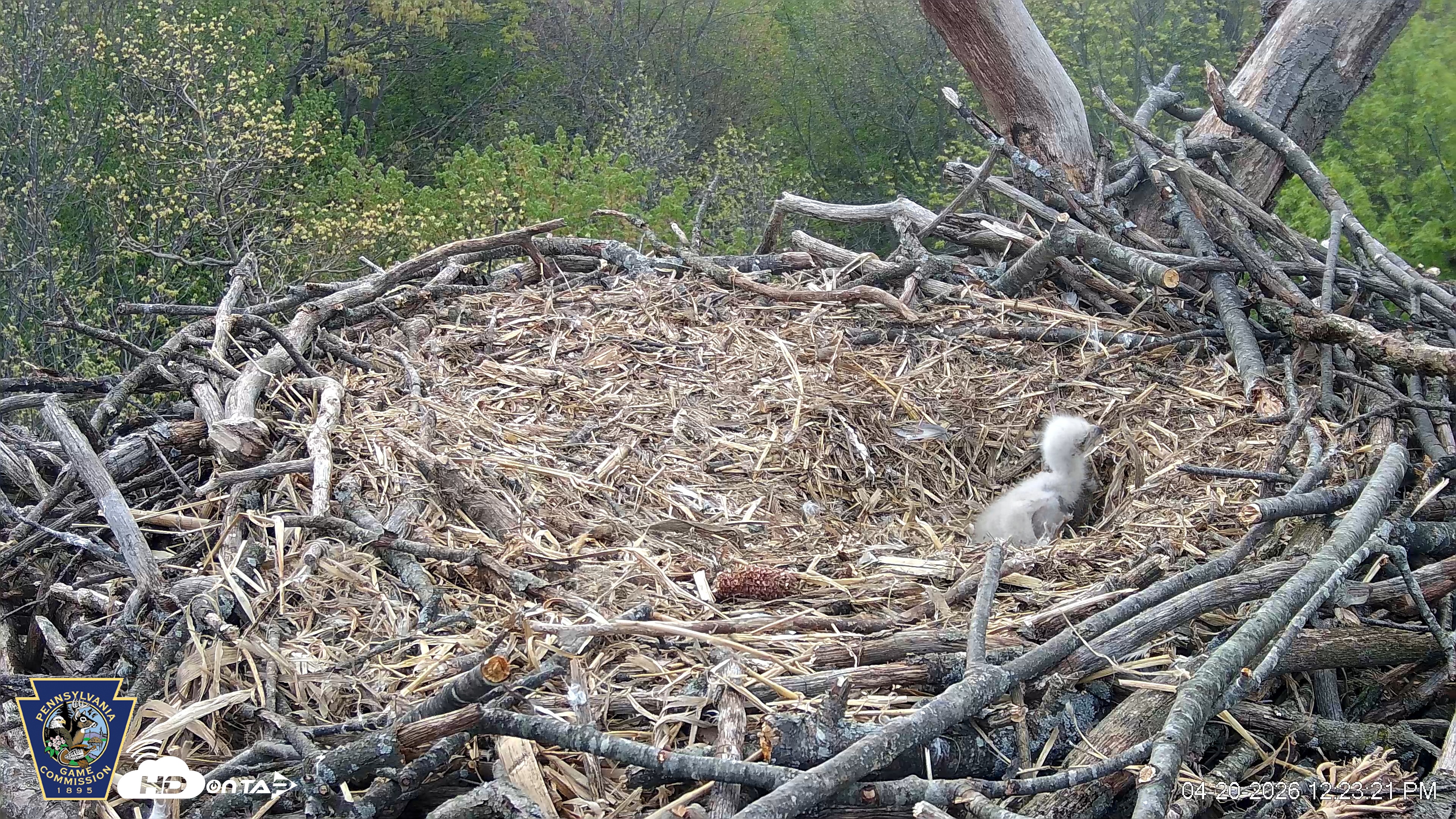 Snapshot of Hanover Eagles Live Cam taken Apr 20, 2026, 12:23pm EDT