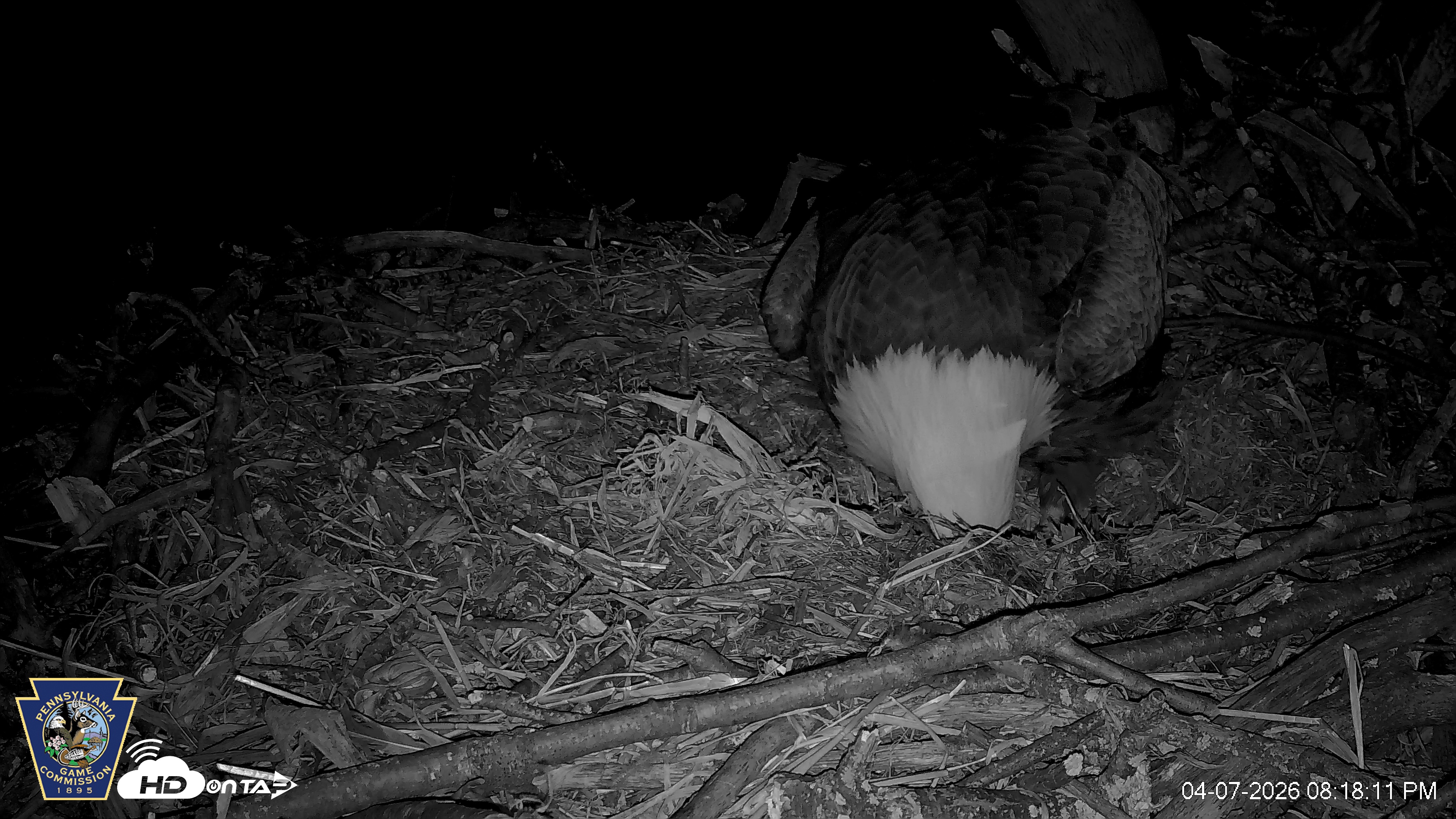 Snapshot of Hanover Eagles Live Cam taken Apr 7, 2026, 8:18pm EDT