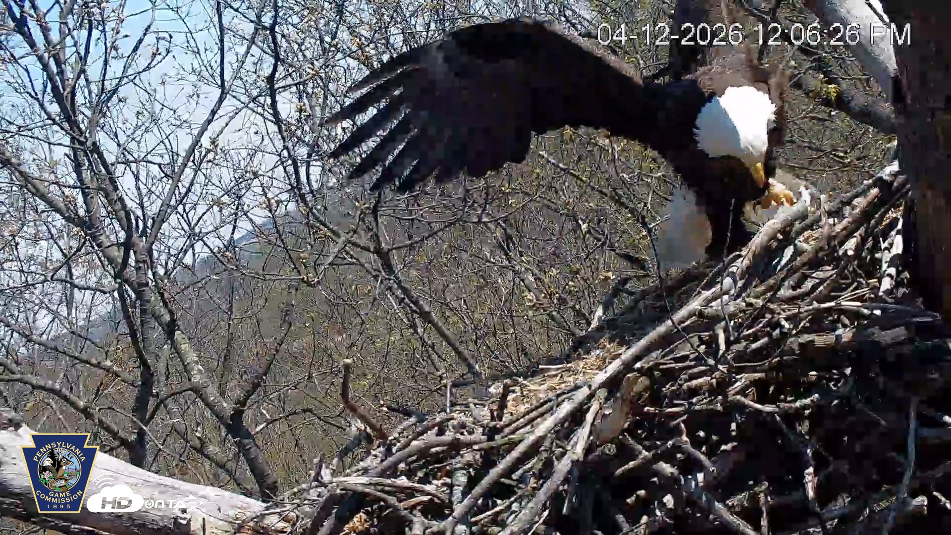 Snapshot of Hanover Eagles Live Cam taken Apr 12, 2026, 12:07pm EDT