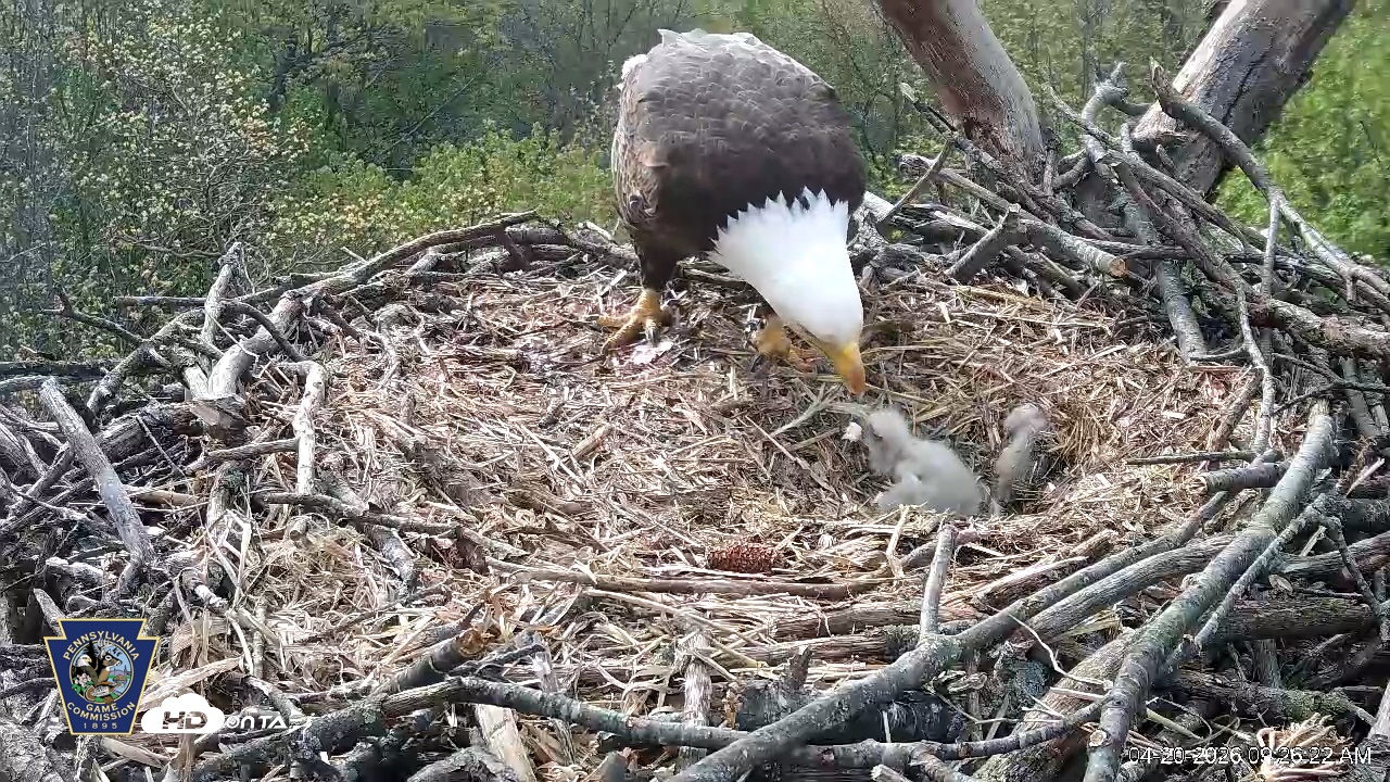 Snapshot of Hanover Eagles Live Cam taken Apr 20, 2026, 9:26am EDT