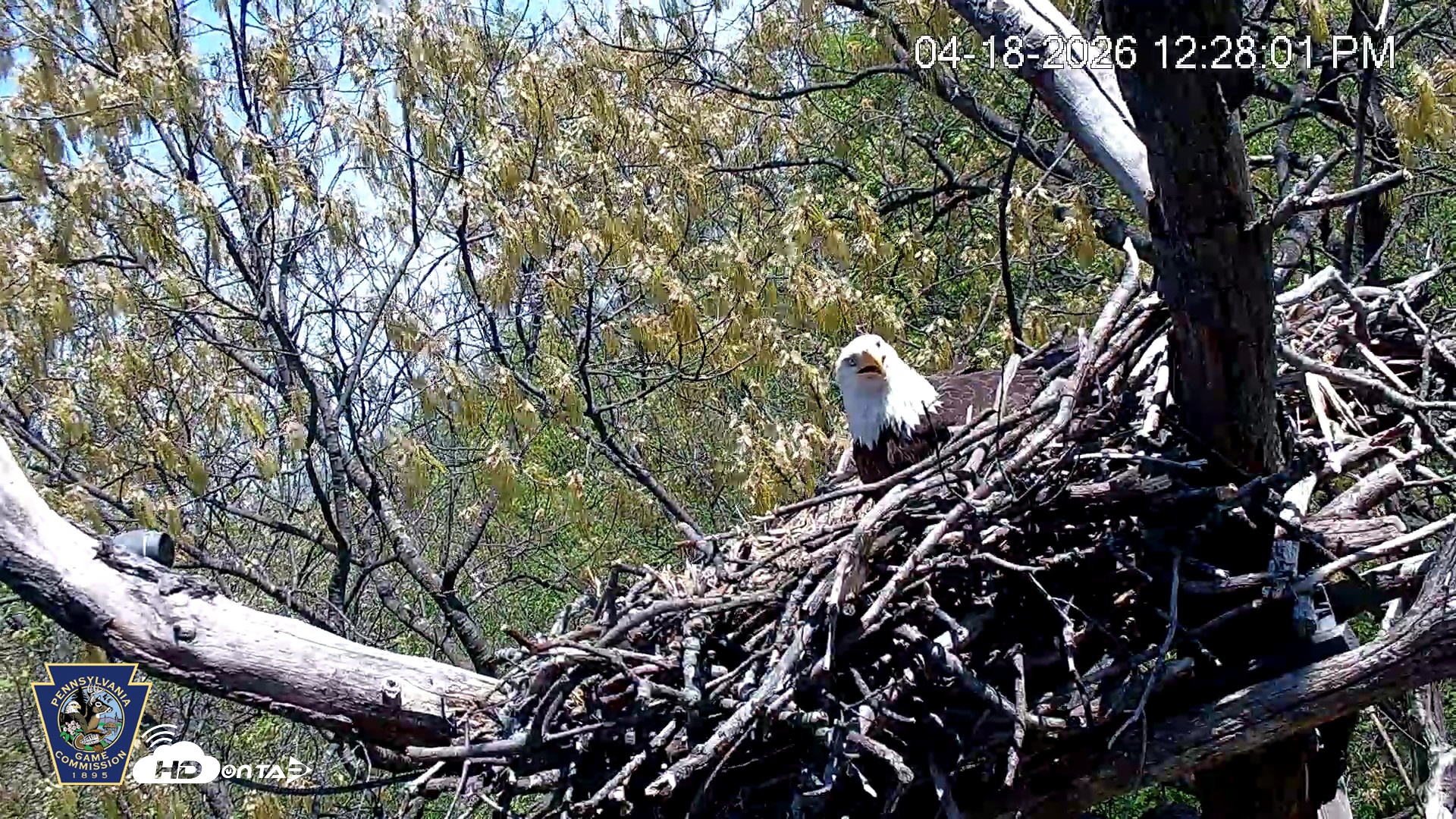 Snapshot of Hanover Eagles Live Cam taken Apr 18, 2026, 12:28pm EDT