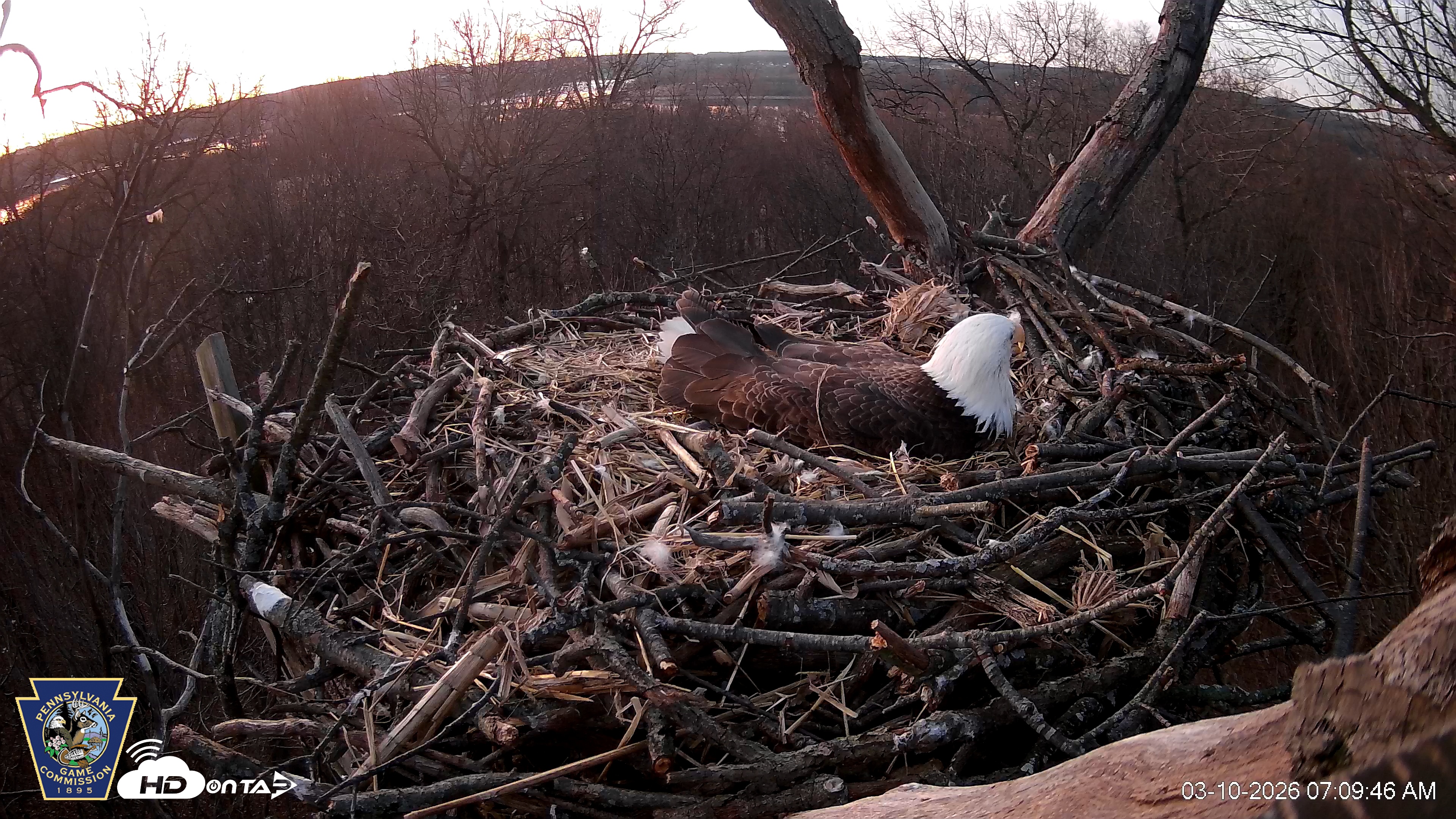 Snapshot of Hanover Eagles Live Cam taken Mar 10, 2026, 7:10am EDT