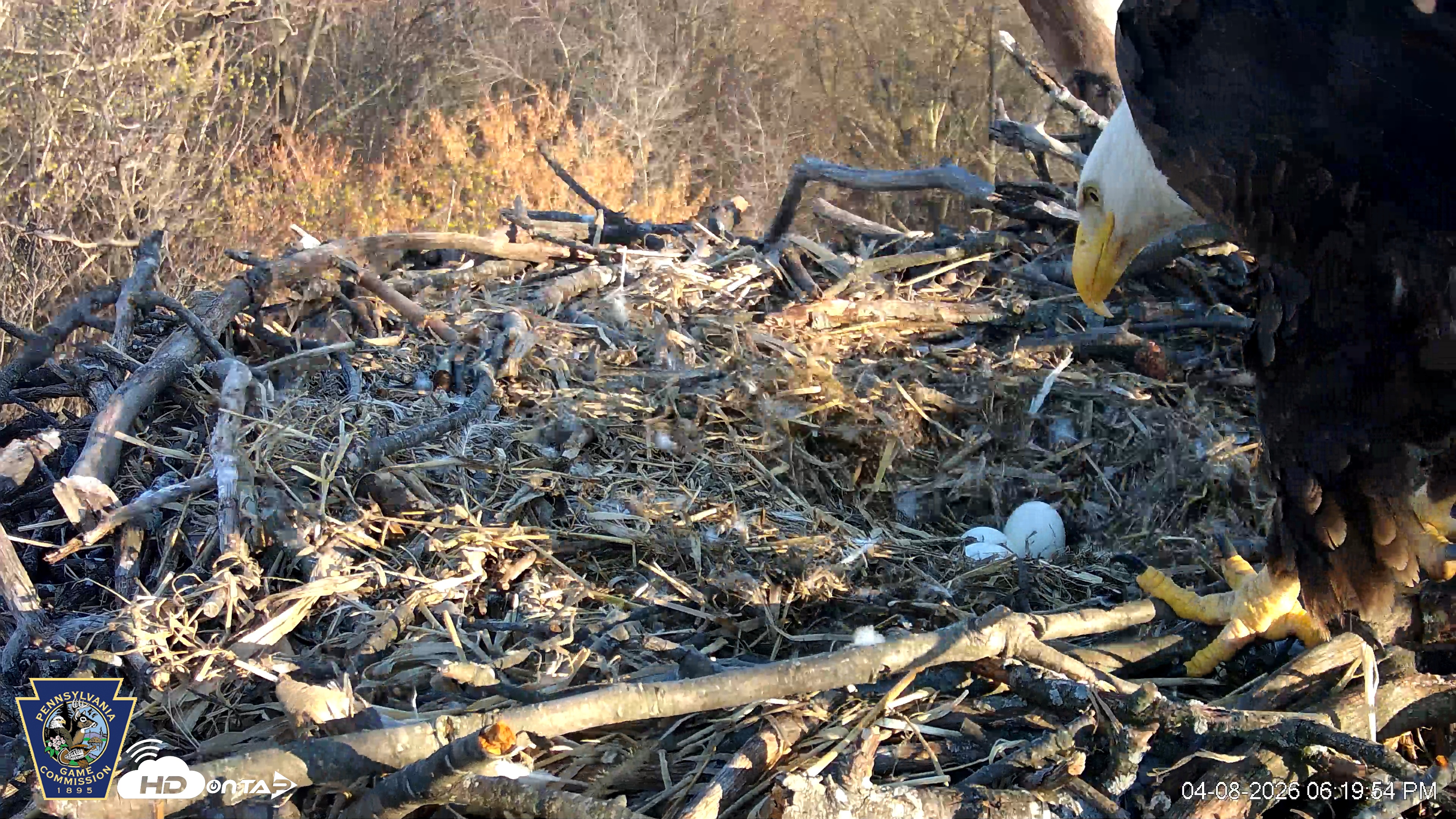 Snapshot of Hanover Eagles Live Cam taken Apr 8, 2026, 6:20pm EDT